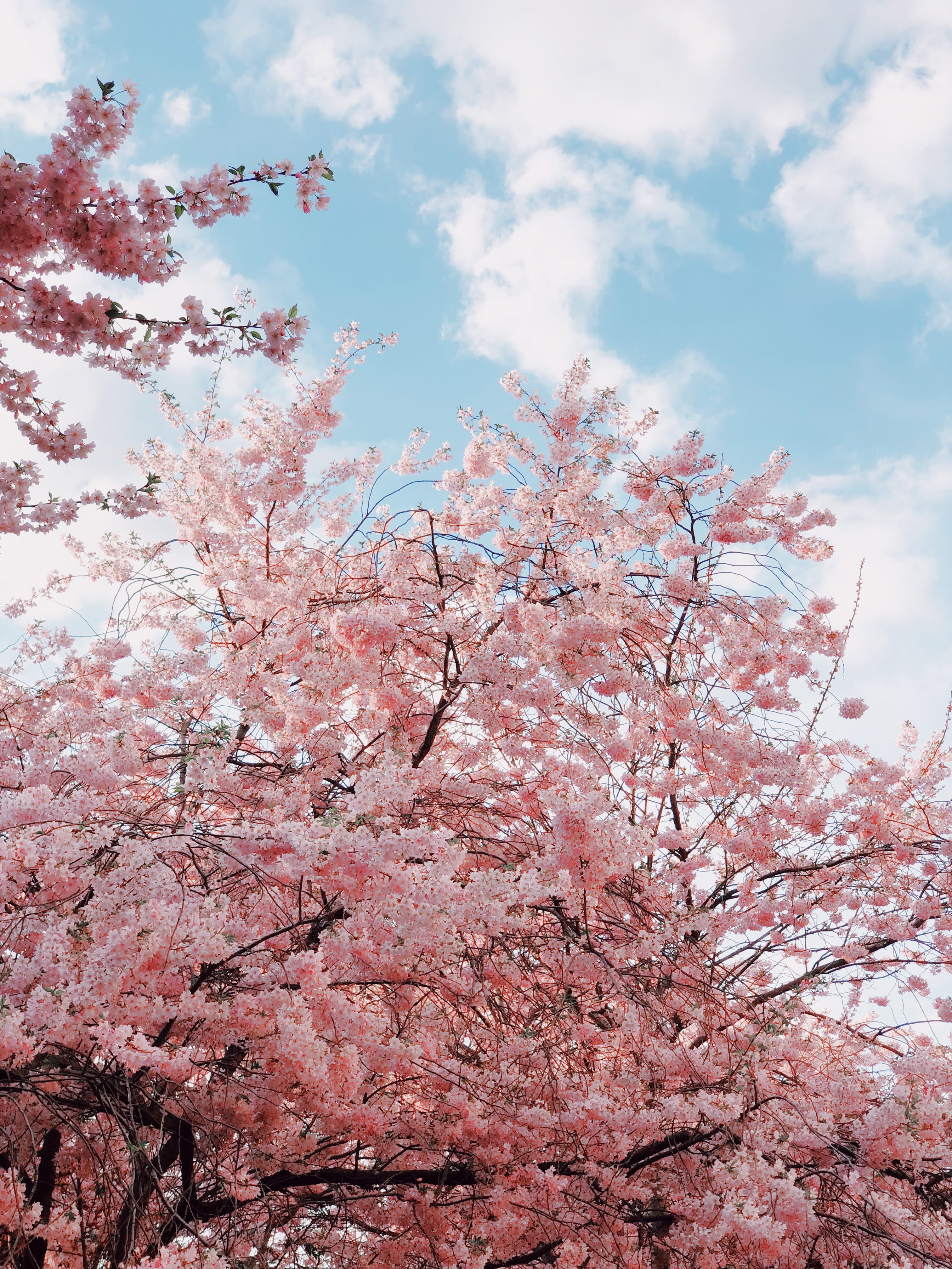 beauty in nature, cloud - sky, freshness, cherry tree, tree, spring, pink color, nature, blossom, food, springtime, day, weg, daytime, schwedter str. 79, Phone HD Wallpaper