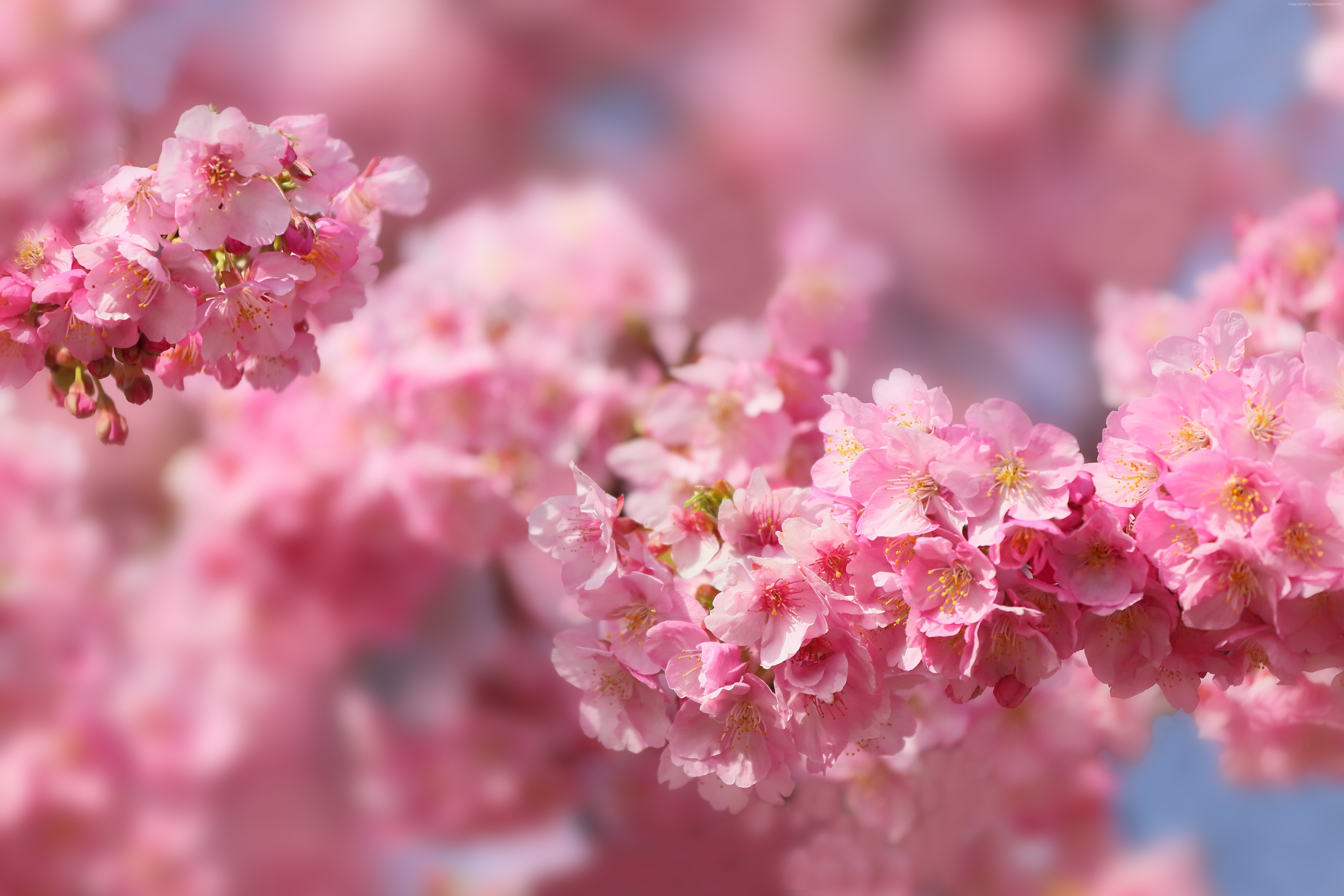 trees, sakura, blossom, 5K, spring, 5k, HD Wallpaper