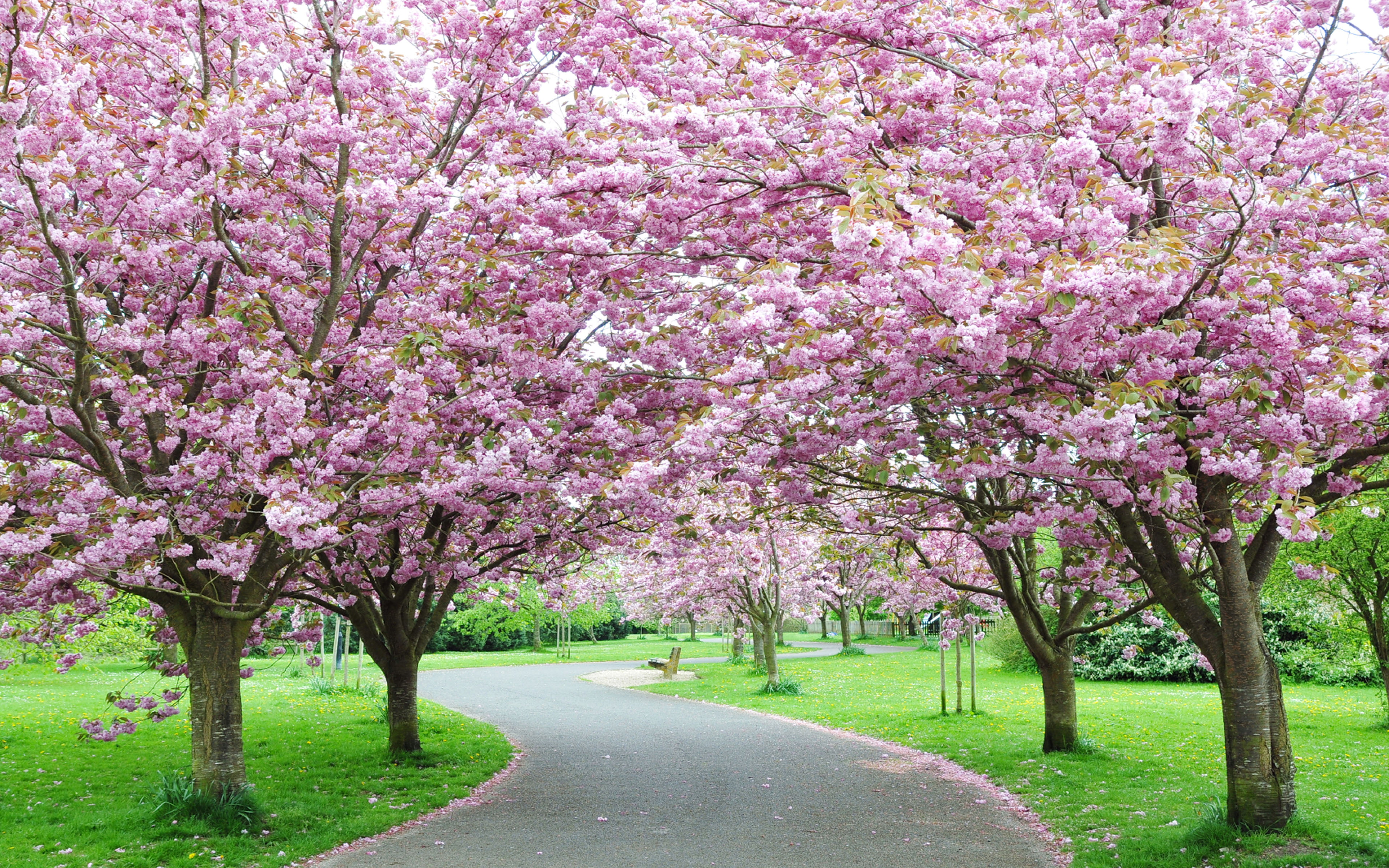 tree, town, cherry tree, beauty in nature, landscape, diminishing perspective, cherry, outdoors, branch, green, pink, springtime, the way forward, flowering plant, HD Wallpaper