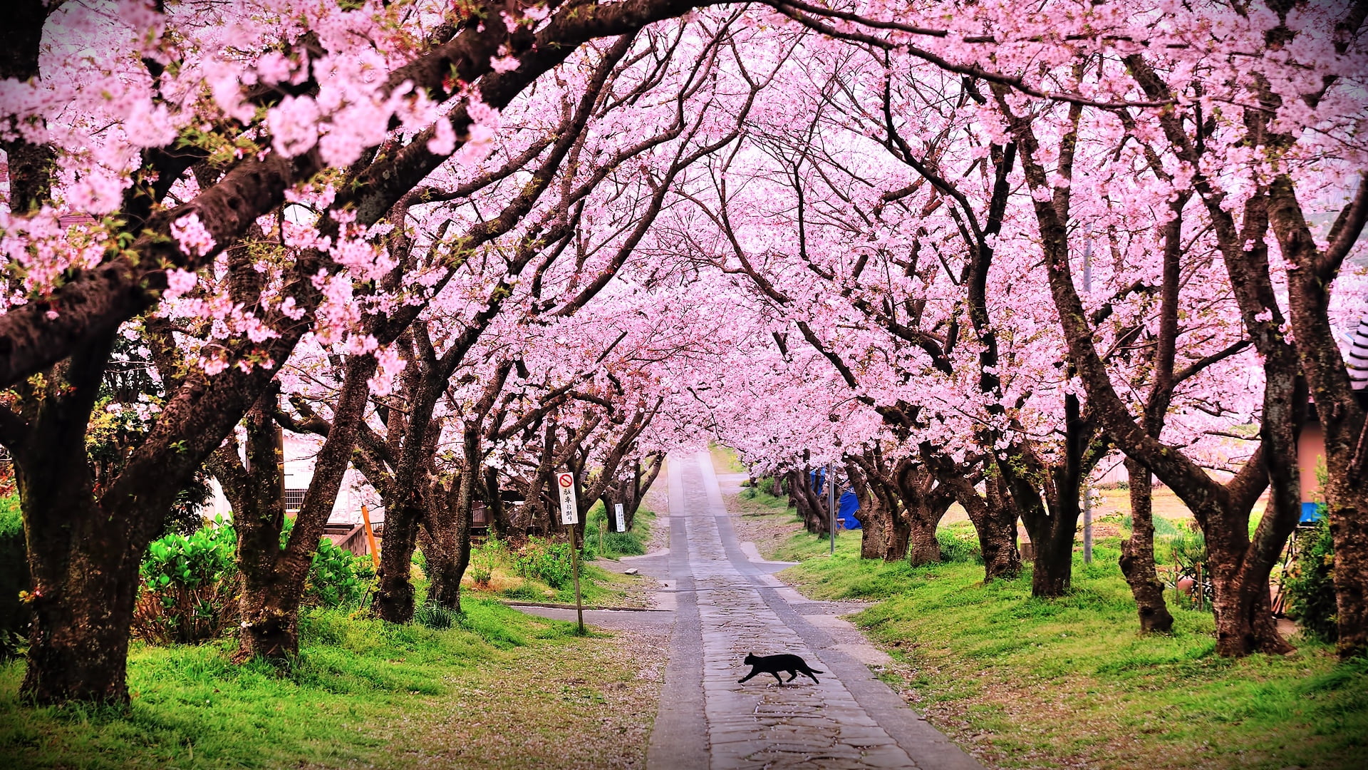 fragility, scenics - nature, park - Man Made Space, cat, cherry Blossom, the way forward, outdoors, growth, nature, direction, leaf, 1080P, april, season, HD Wallpaper