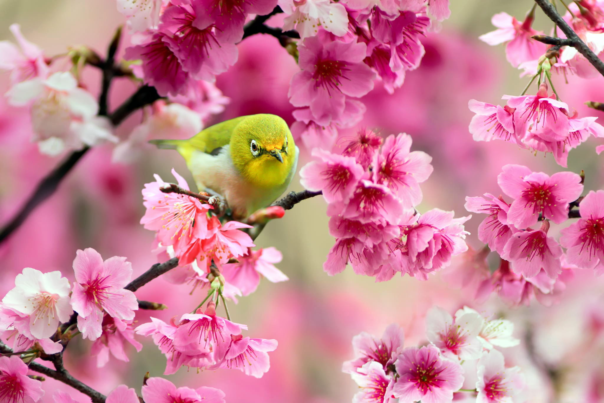 vertebrate, wildlife, outdoors, plum blossom, fragility, flowers, white, vulnerability, 1080P, cherry Blossom, vireo, animal, flower, eyed, flowering plant, HD Wallpaper