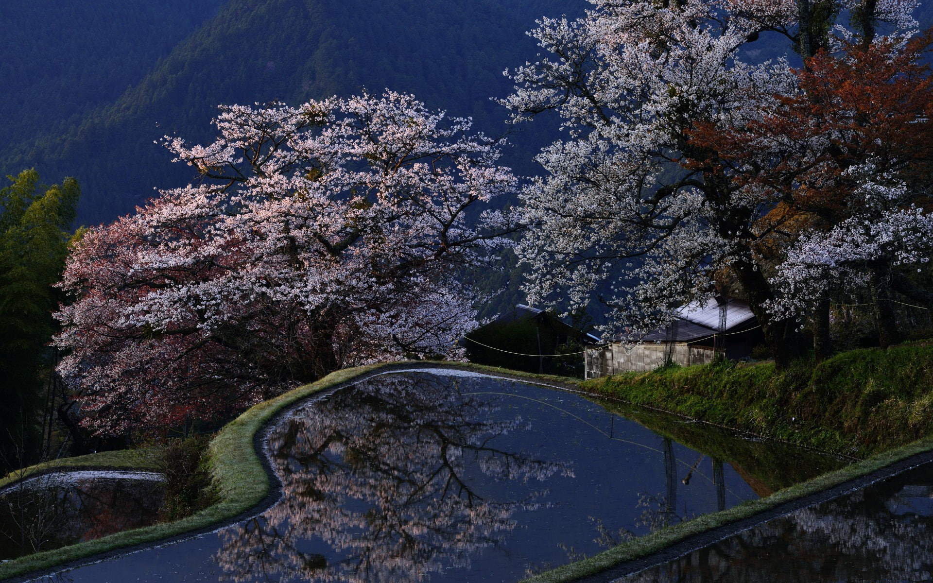 1080P, trees, photography, hd, reflection, sakura, HD Wallpaper