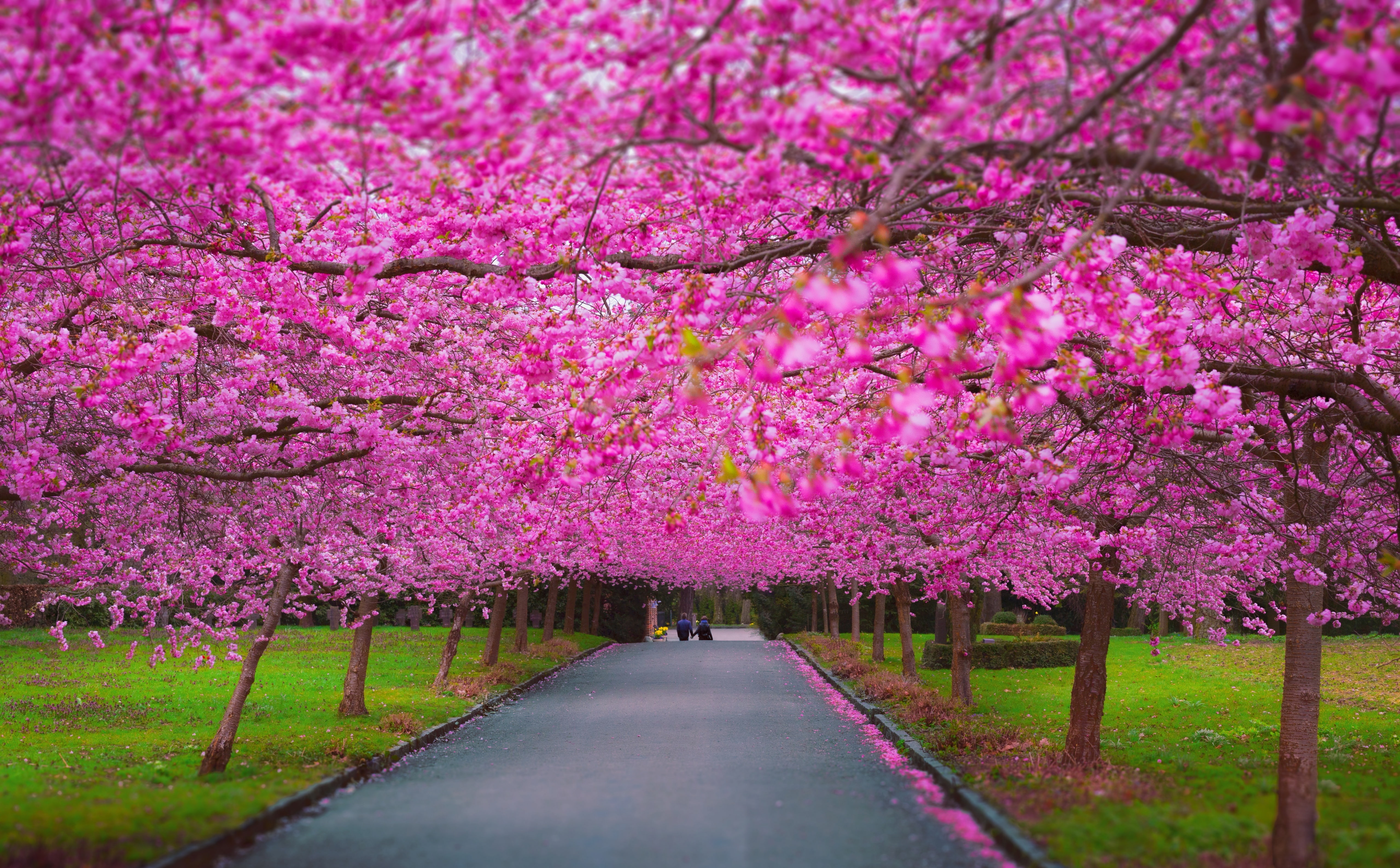cherryblossom, sakura, Lovely, Spring, cherry tree, transportation, Nordic, canon, Blooming, ToSee, diminishing perspective, plant, direction, ThingstoSee, HD Wallpaper