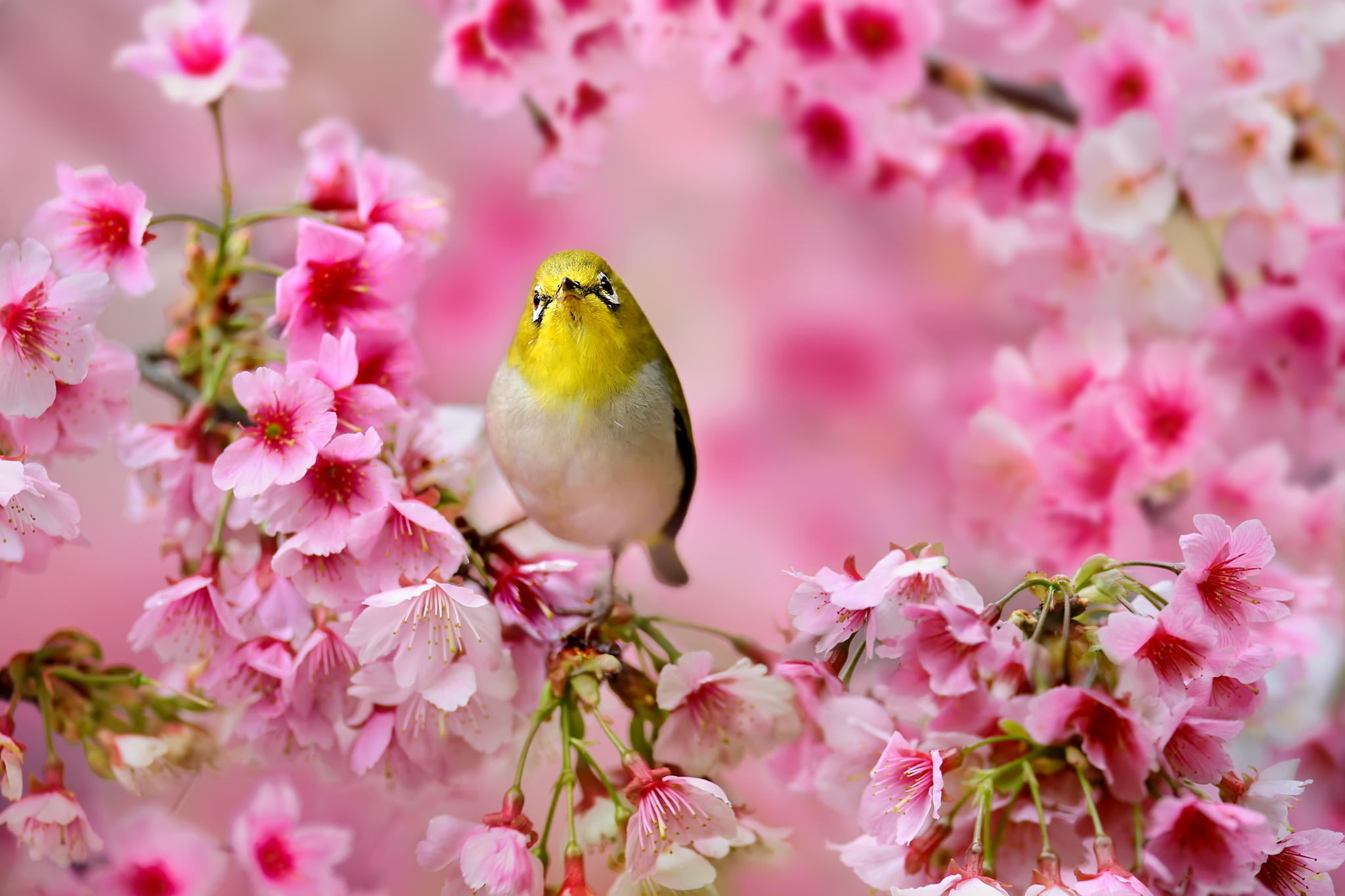 one animal, outdoors, Sakura, cherry Blossom, plant, backgrounds, flower Head, eye, vertebrate, 1080P, spring, close-up, vulnerability, animals in the wild, HD Wallpaper