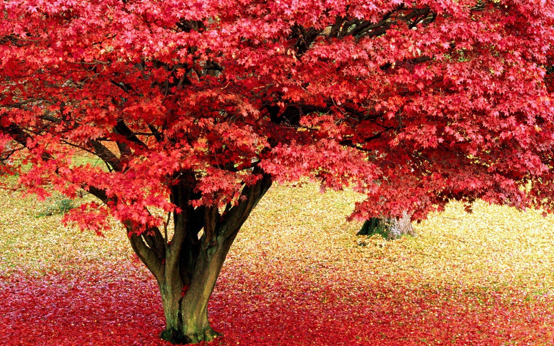 1080P, fall, autumn, nature, sakura, 3d and abstract, tree, red, HD Wallpaper