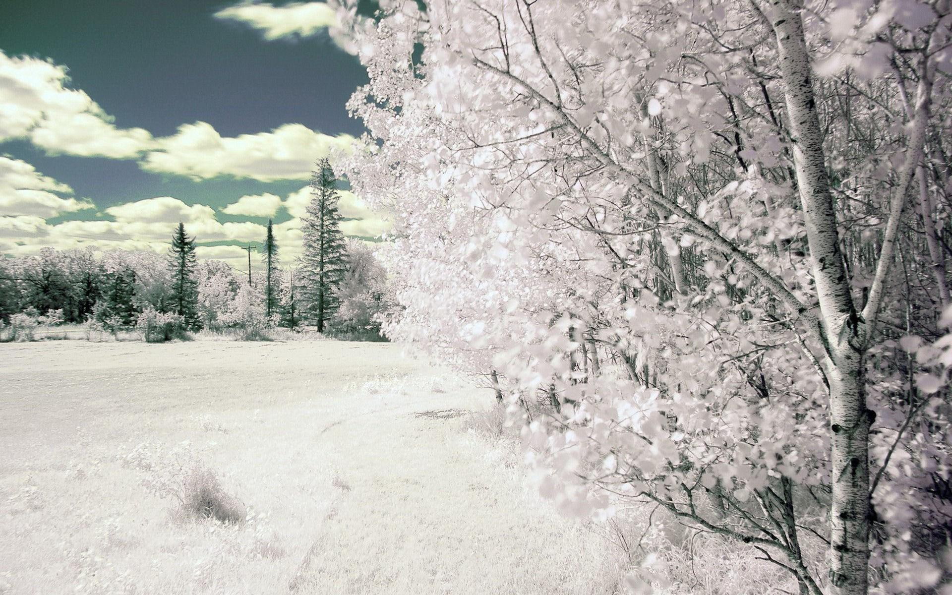 nature, white, 3d and abstract, cold, winter, sakura, photography, snow, clouds, 1080P, tree, HD Wallpaper