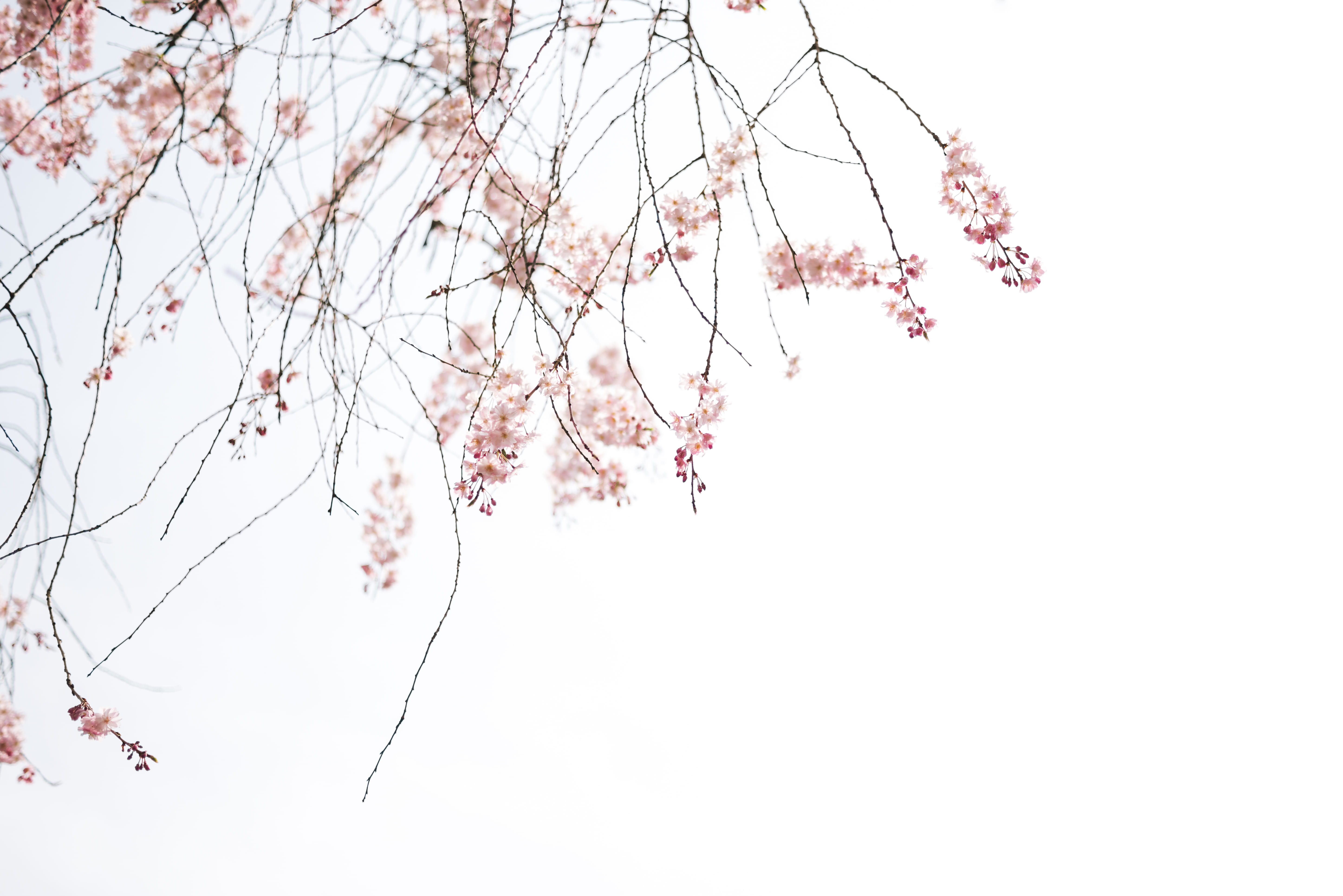 tree, shinjuku gyoen national garden, copy space, flower, cherry blossom, cherryblossom, sky, shinjuku-ku, freshness, zen, outdoors, cherry tree, HD Wallpaper
