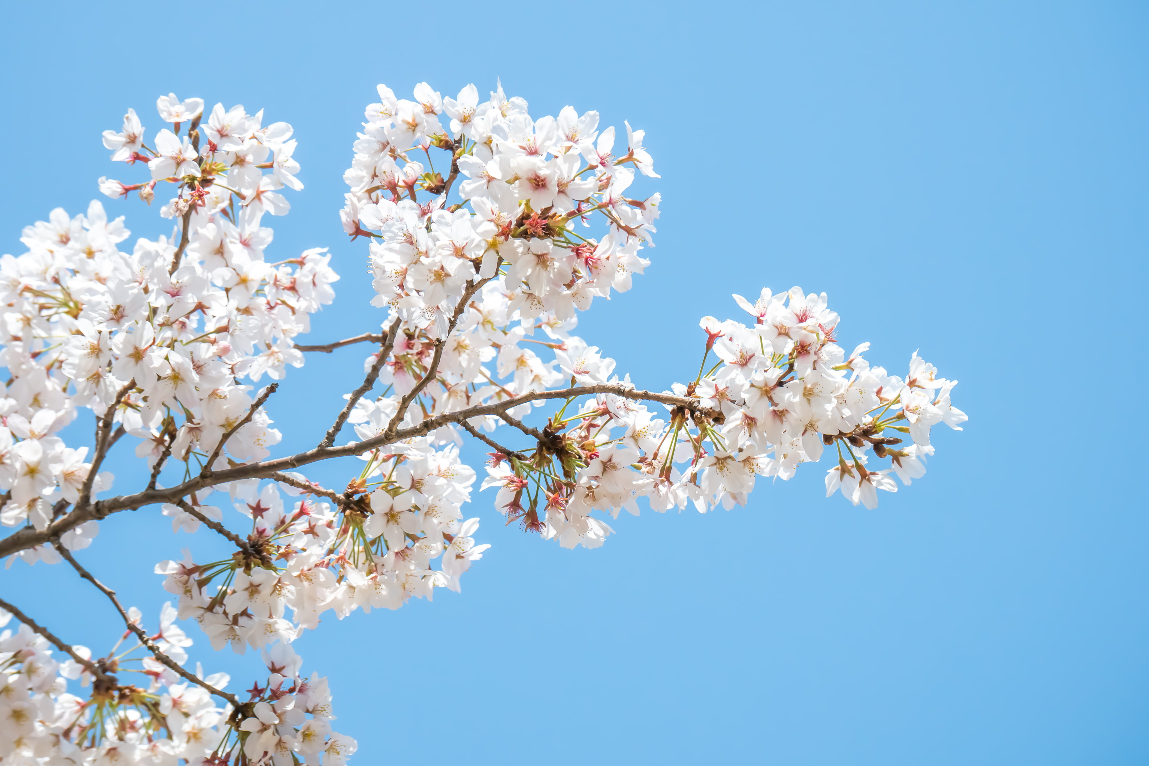 crowd, fragility, beauty in nature, tree, bright, springtime, anemone, branch, vulnerability, aster, white, flower head, daisies, flowering plant, freshness, HD Wallpaper