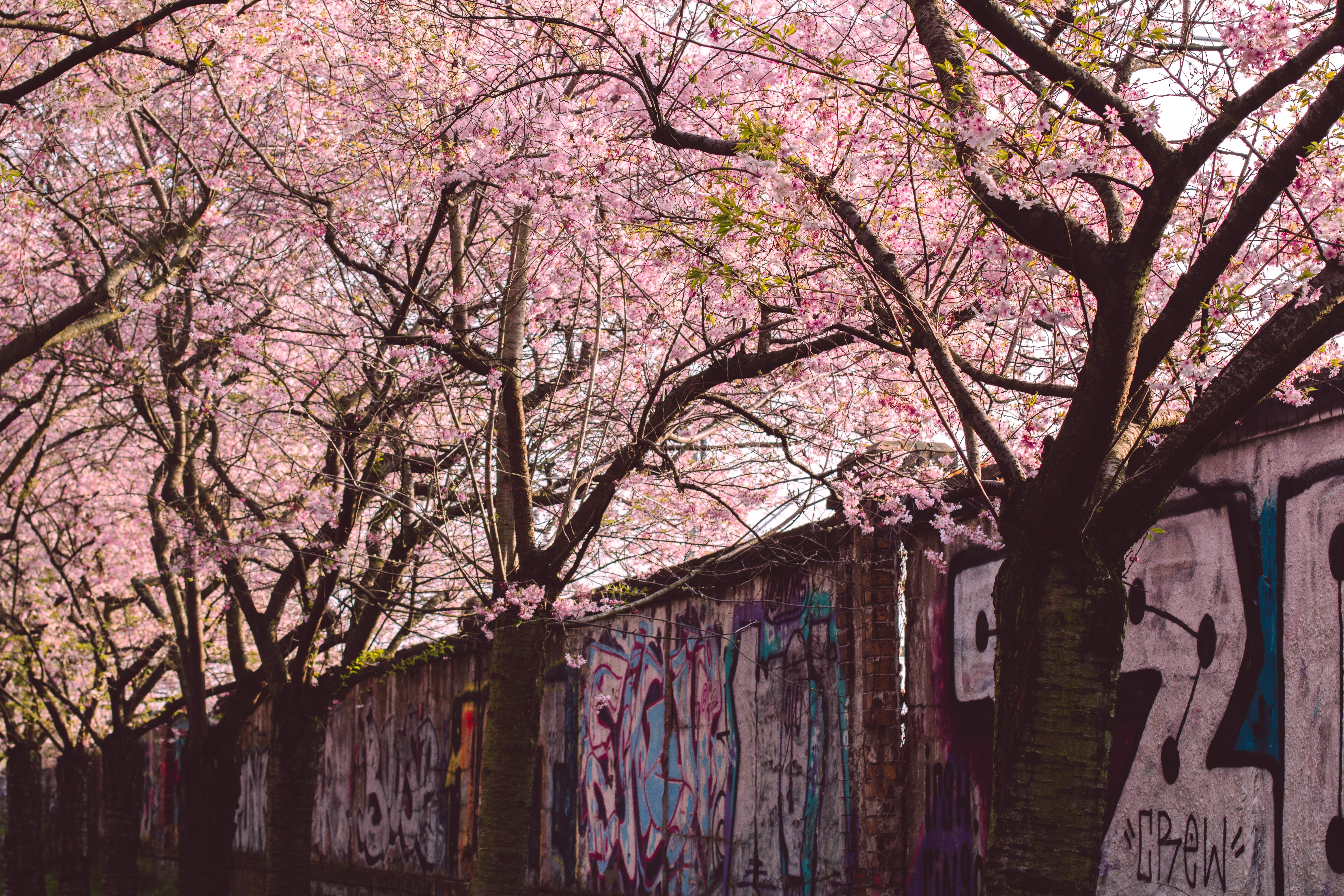 nature, berlin, cherry, flowering plant, no people, rural, branch, hanami, housing, growth, graffiti, plants, building, wall, tree, rough, shack, HD Wallpaper