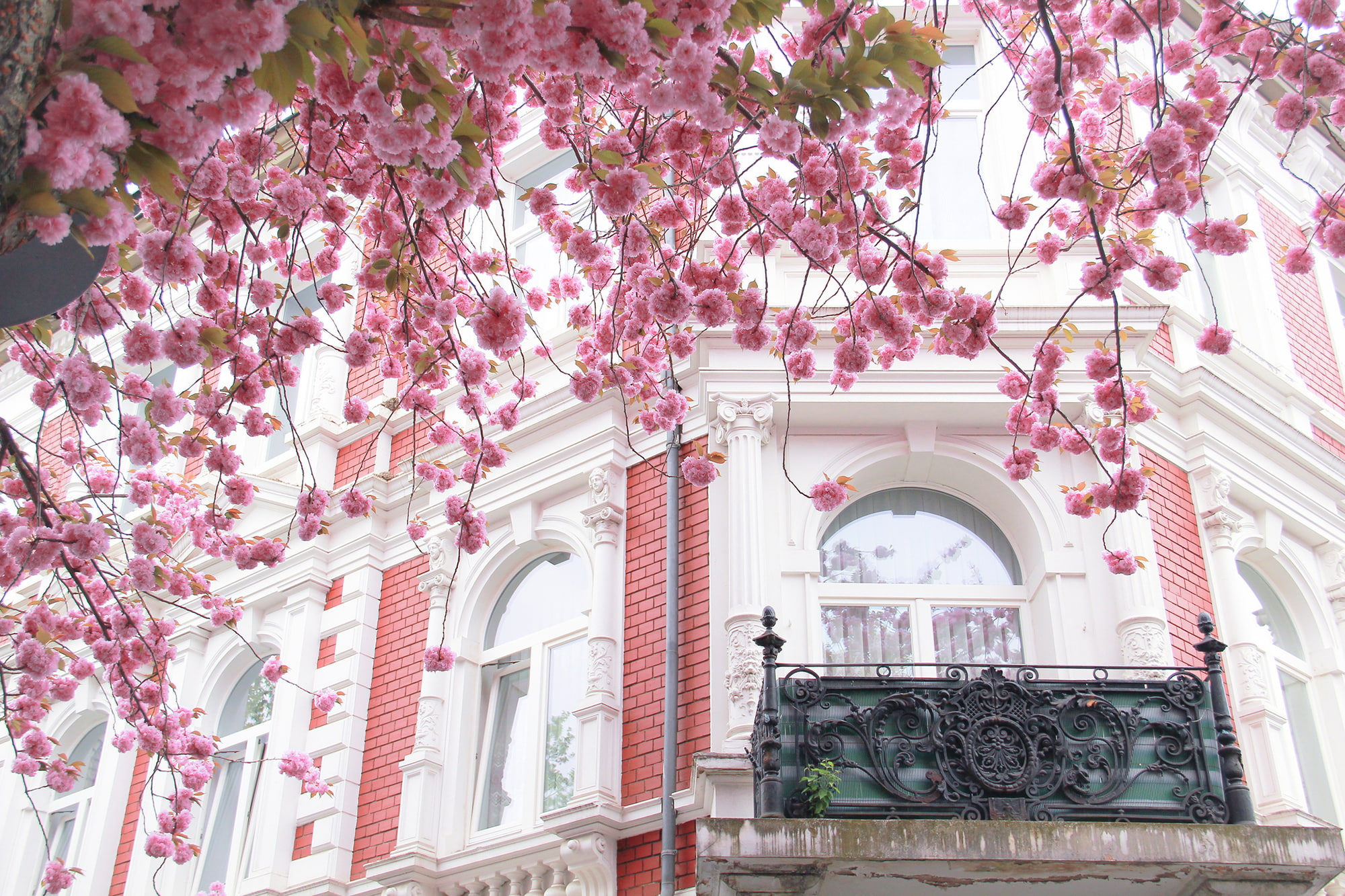 balcony, no People, cherry, famous Place, France, Windows, flowering, house, built Structure, europe, cultures, history, flowering plant, beauty in nature, HD Wallpaper