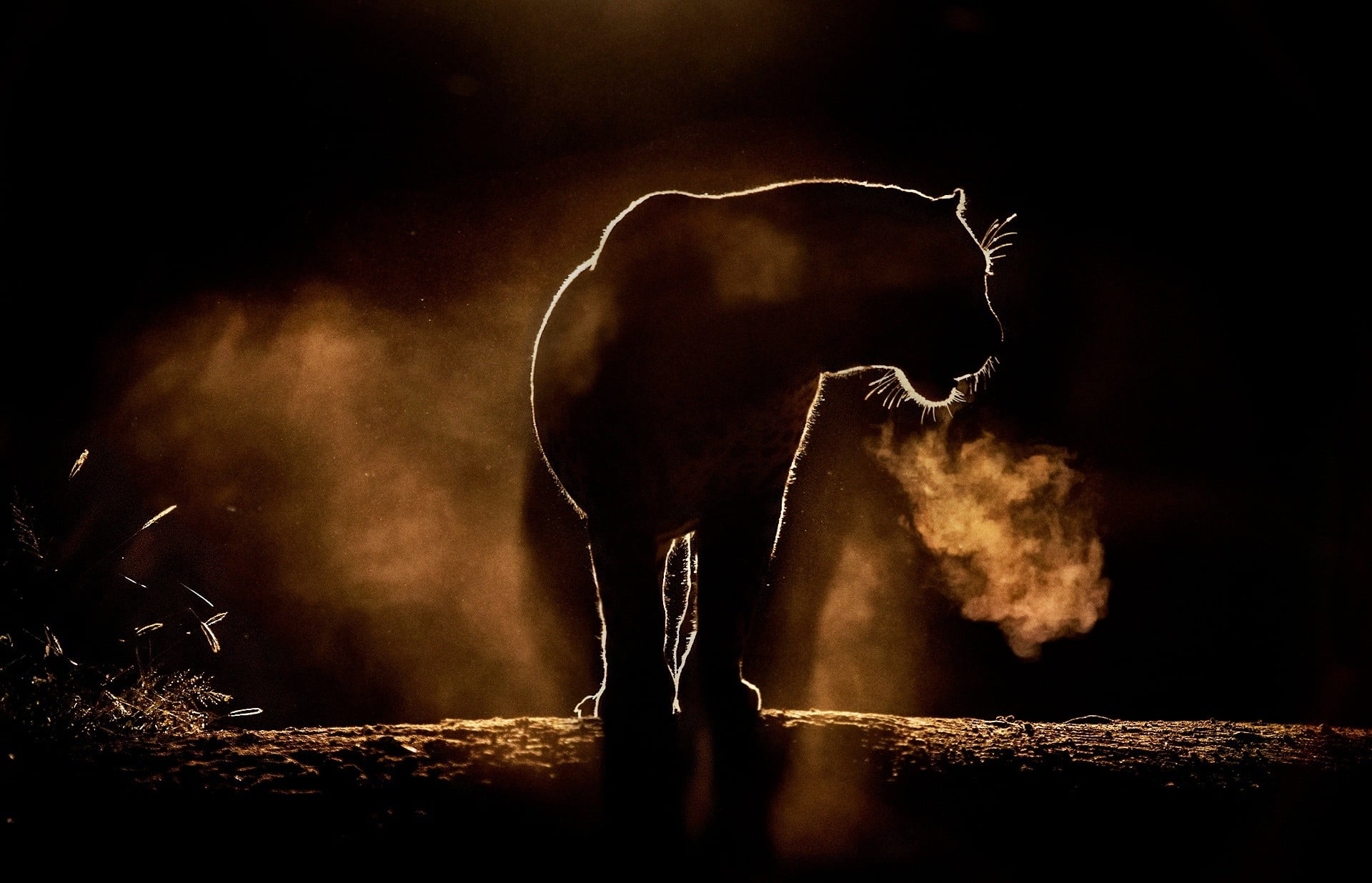motion, feline, men, side view, 1080P, night, lifestyles, nature, real people, communication, mammal, warning sign, dust, one person, sign, outdoors, silhouette, HD Wallpaper