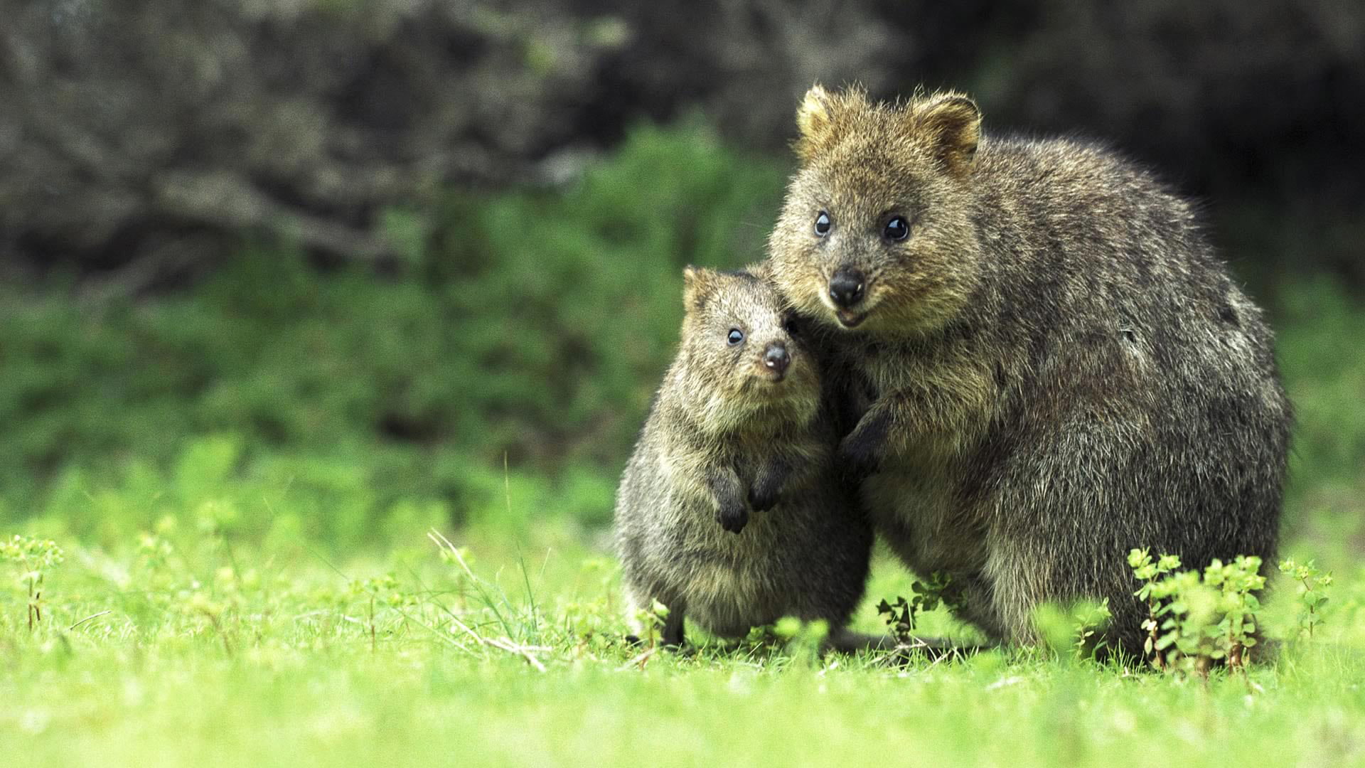 quokka, animals, mammals, 1080P, HD Wallpaper