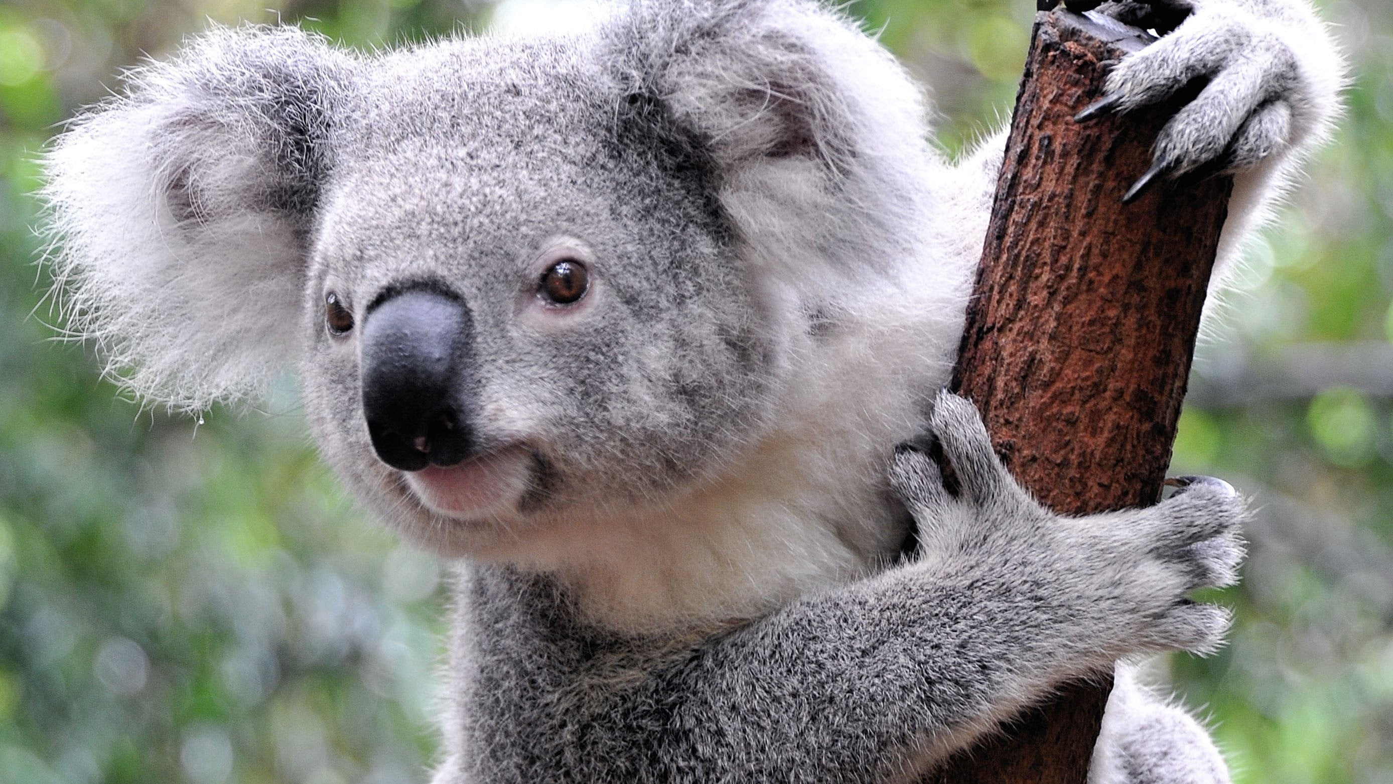 koalas, cute, plant, focus on foreground, looking at camera, mammals, tree, one animal, animal wildlife, no people, animals in the wild, portrait, herbivorous, HD Wallpaper