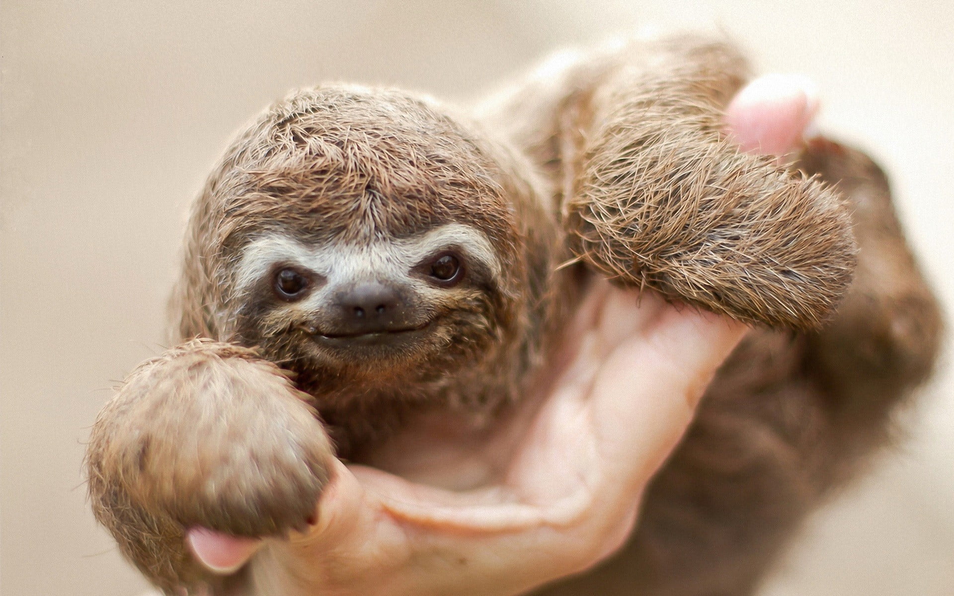 day, brown, care, body part, finger, human hand, fur, one person, mammals, sloths, white, close-up, hand, focus on foreground, one animal, animals, holding, HD Wallpaper