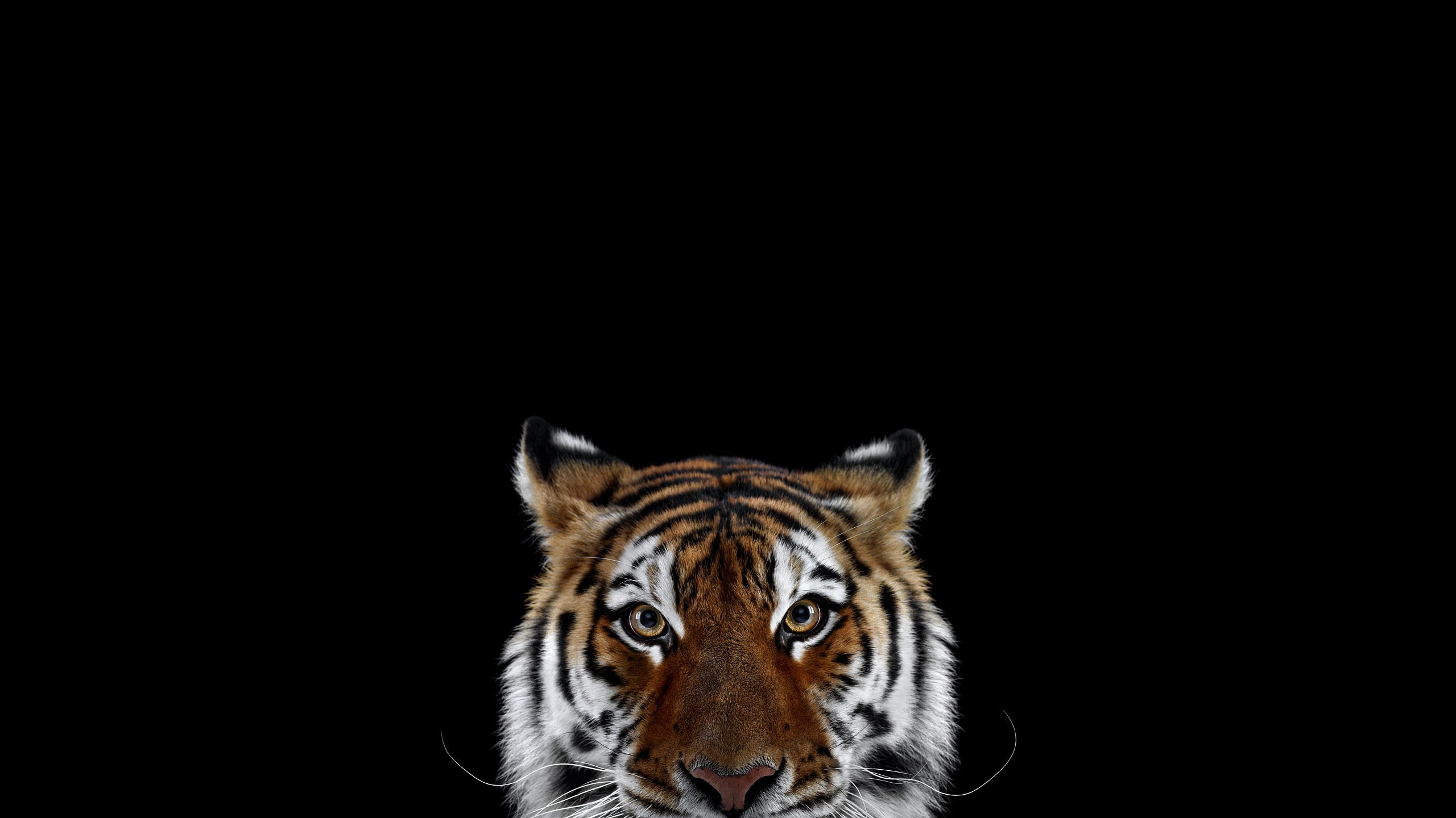 mammals, photography, 2560x1440, tiger, animals, 2K, HD Wallpaper