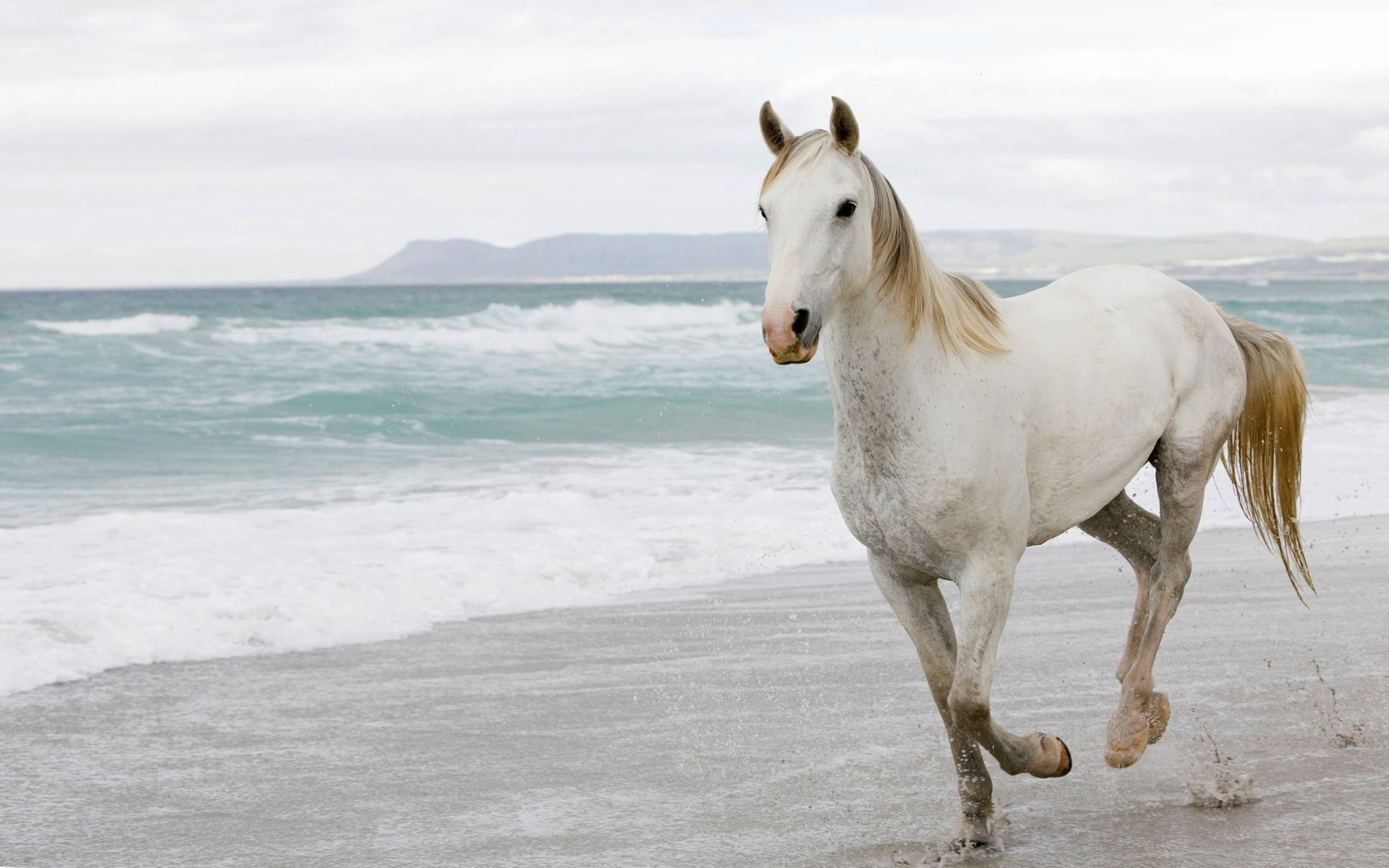 horse, animals, beach, mammals, 1080P, HD Wallpaper
