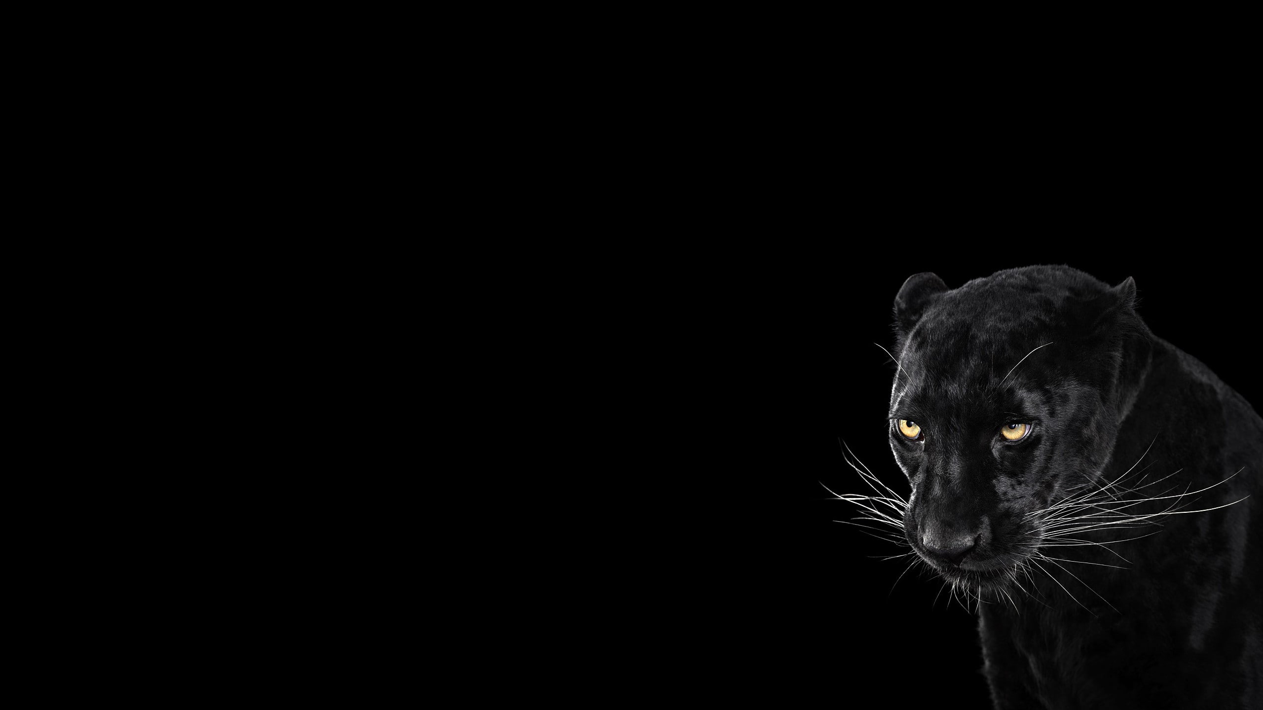 photography, 2K, simple background, mammals, cat, HD Wallpaper