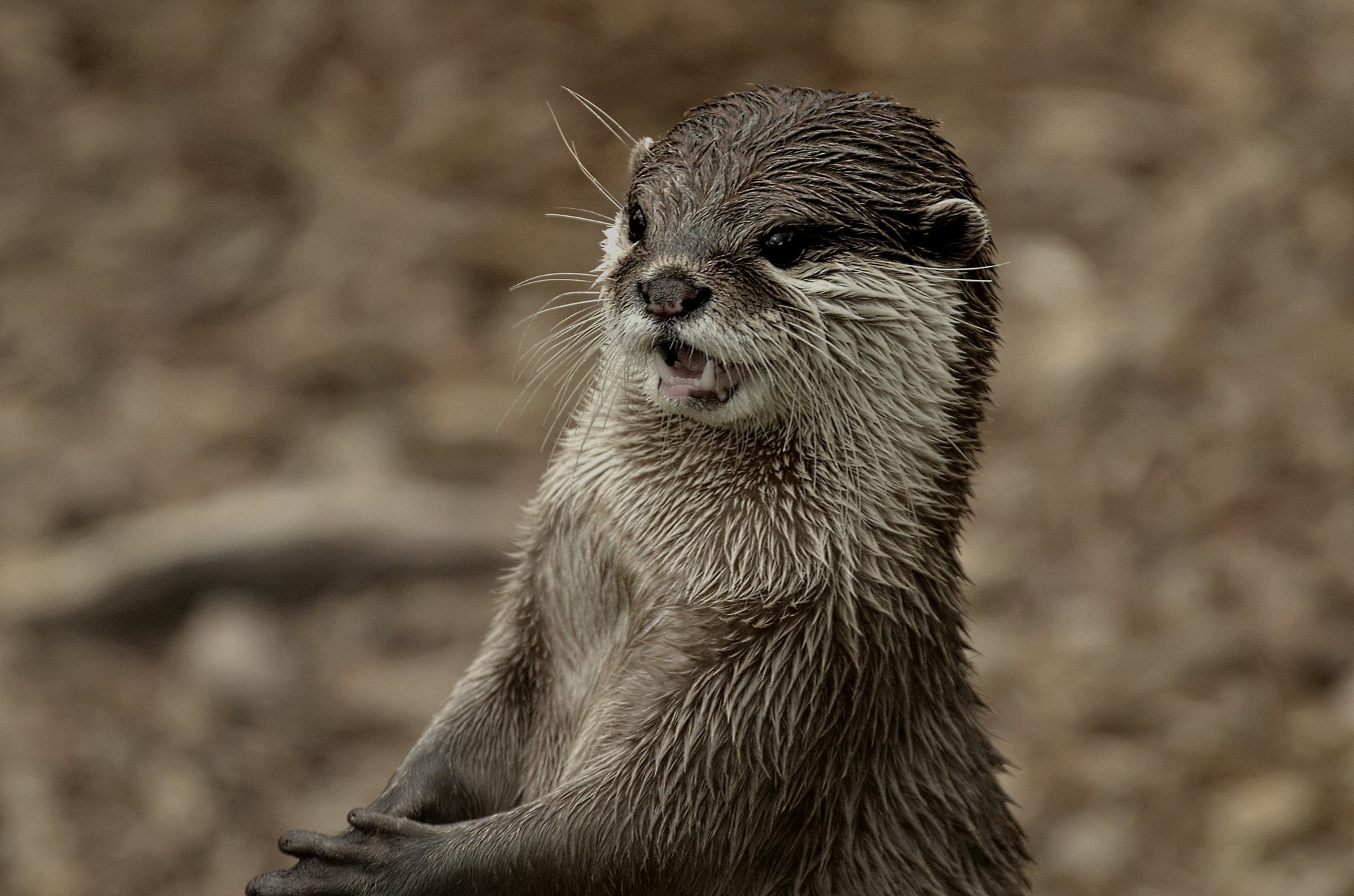 otters, 1080P, mammals, animals, HD Wallpaper