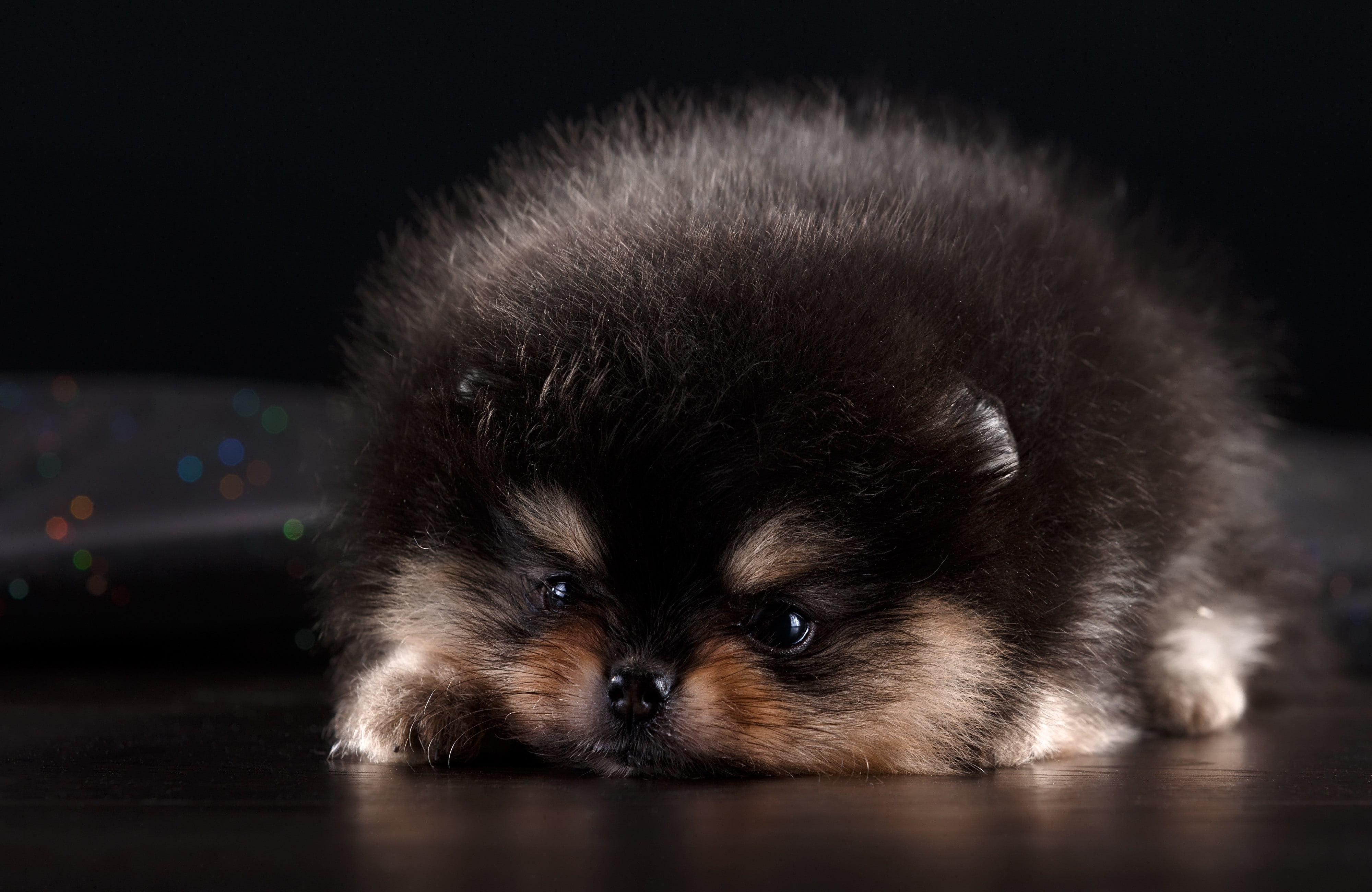 Pomeranian, 4K, dog, mammals, animals, HD Wallpaper