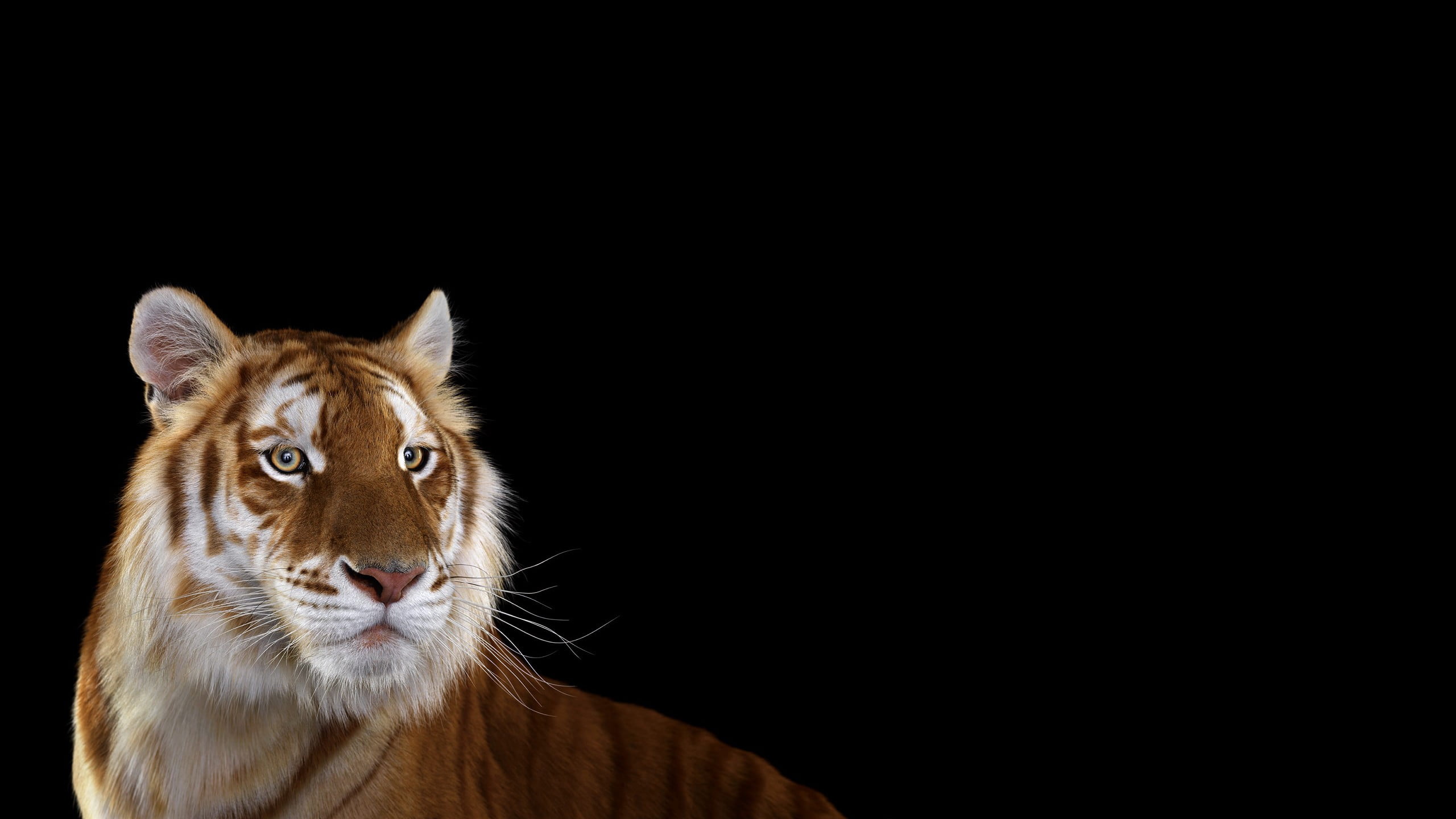 big cats, whisker, copy space, tiger, animal head, studio shot, domestic animals, animals in the wild, 2K, animal themes, indoors, vertebrate, HD Wallpaper