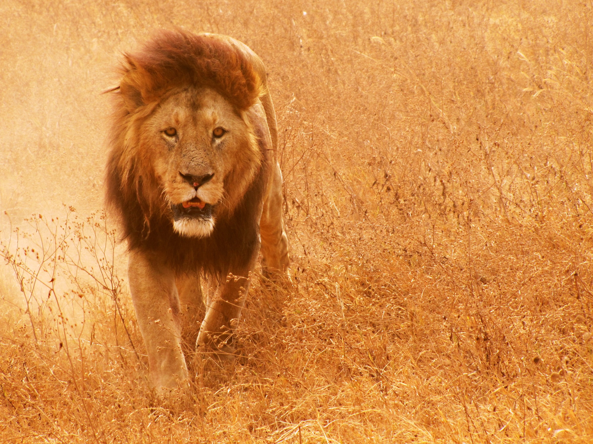 animals, mammals, lion, 1080P, HD Wallpaper