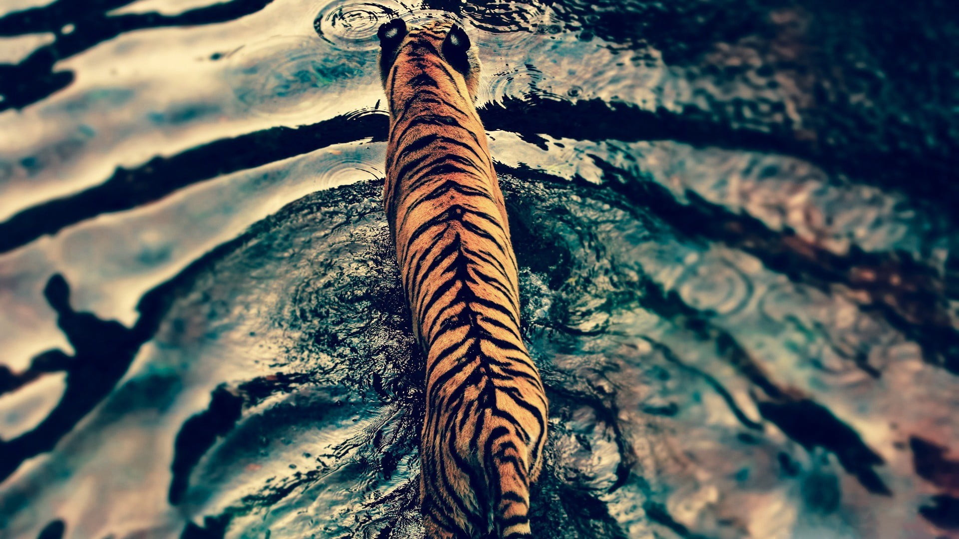 water, animals, tiger, animal, big cats, low angle view, natural pattern, close-up, wood - material, plant, tree, growth, no people, tranquility, tree trunk, HD Wallpaper
