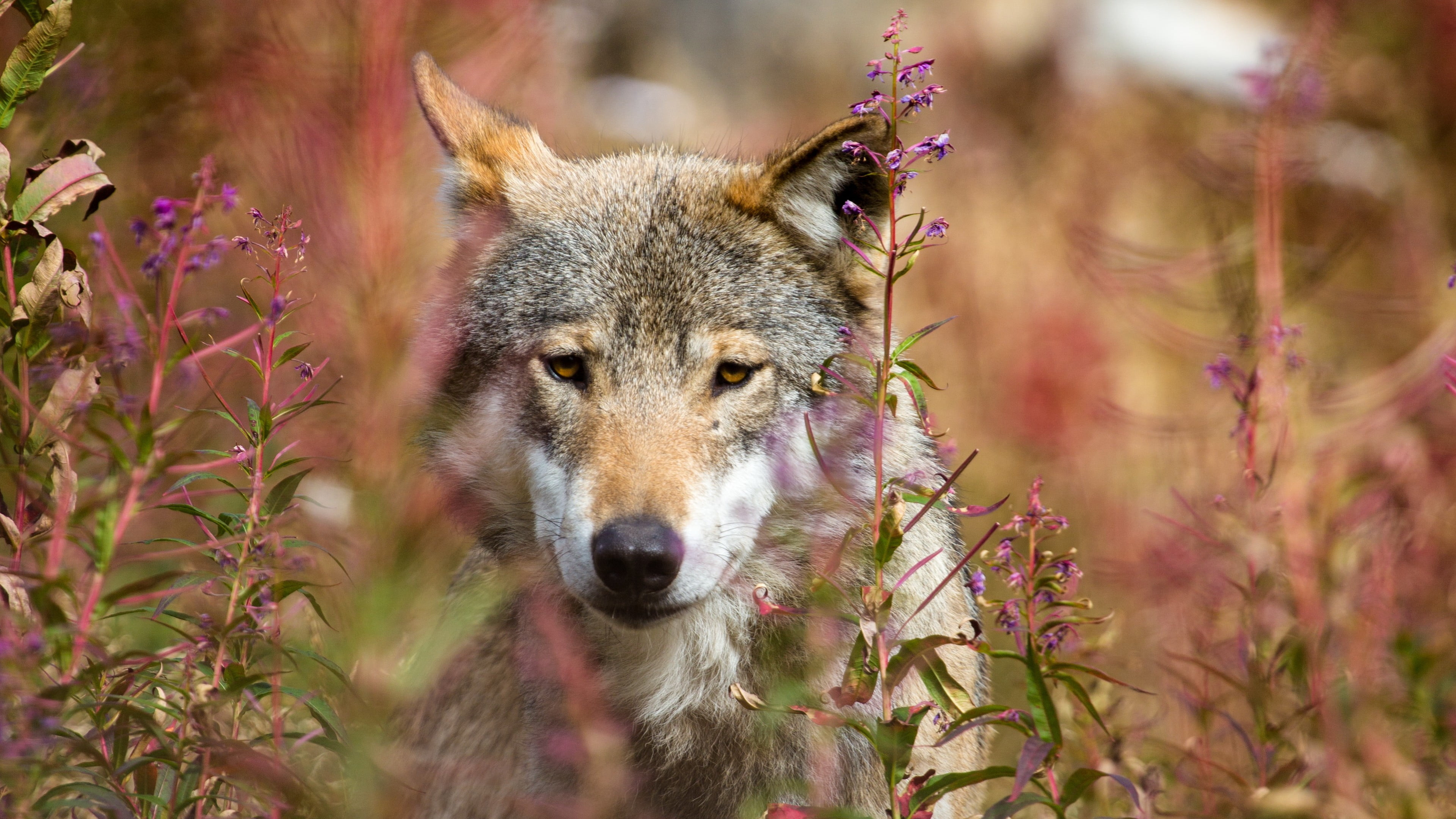 tabby, cat, animals, animals in the wild, one animal, land, dog, plant, looking at camera, wolf, canine, nature, mammal, vertebrate, animal wildlife, front view, HD Wallpaper