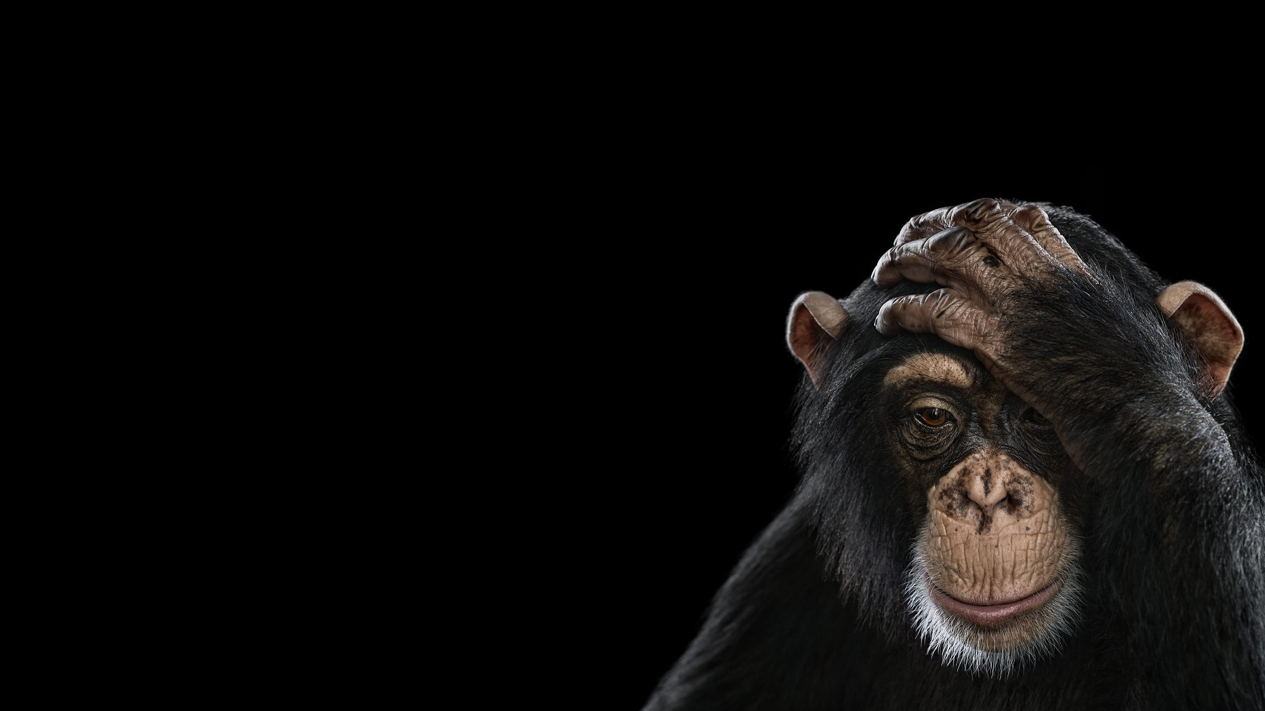 2K, mammals, simple background, monkey, chimpanzees, photography, HD Wallpaper