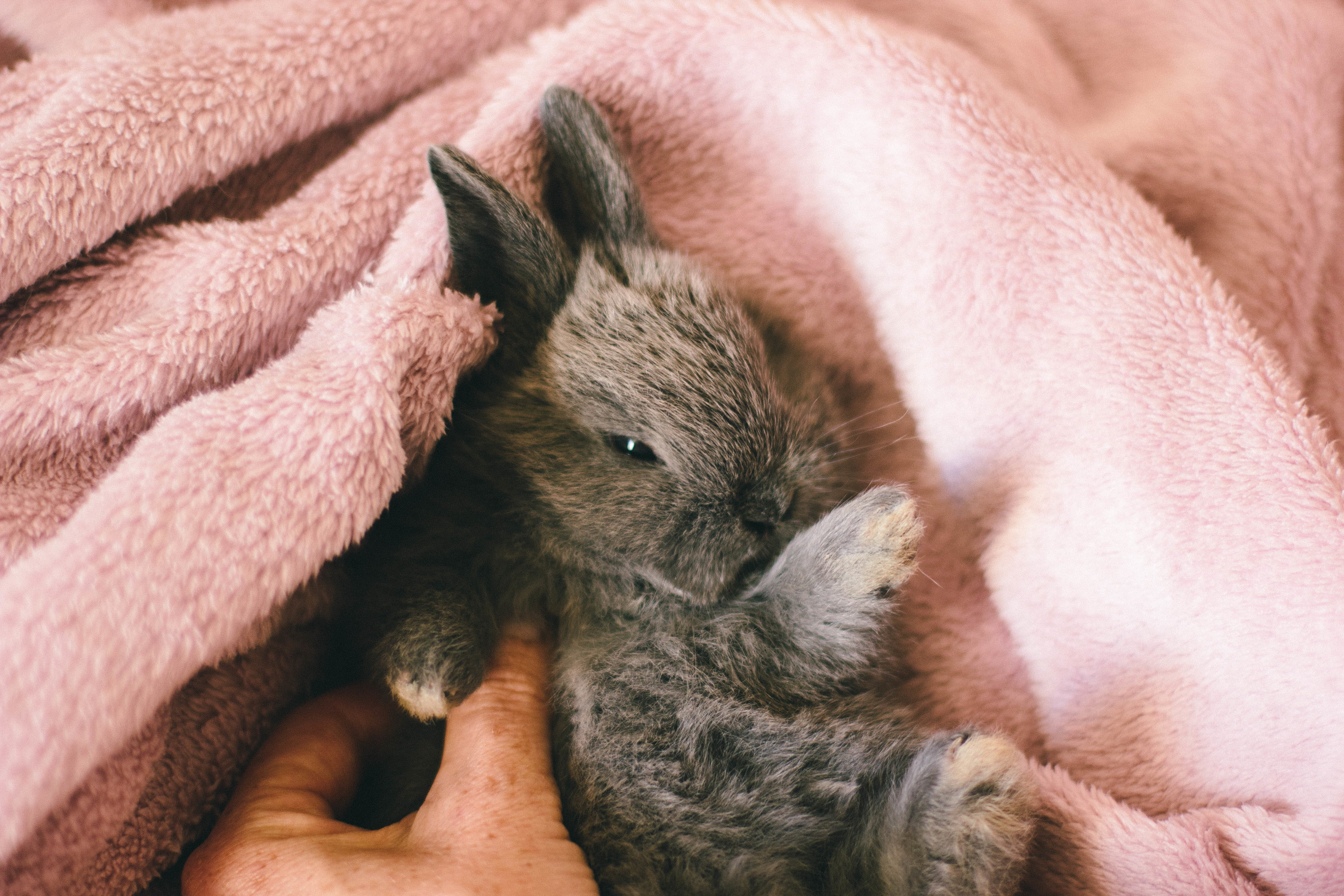 5K, mammals, animals, rabbits, HD Wallpaper