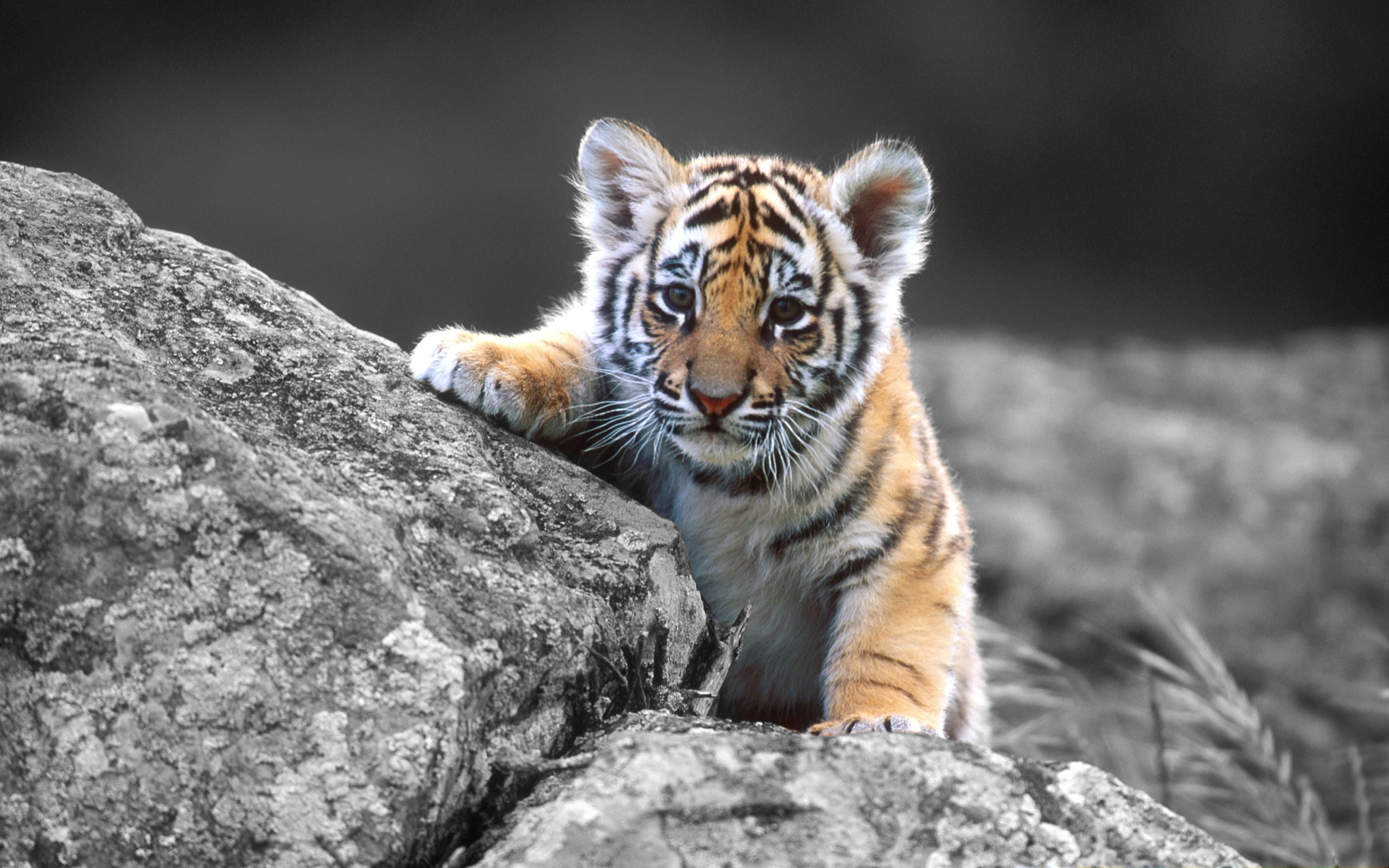 tiger, cub, animals, 2K, hd, colorsplash, HD Wallpaper