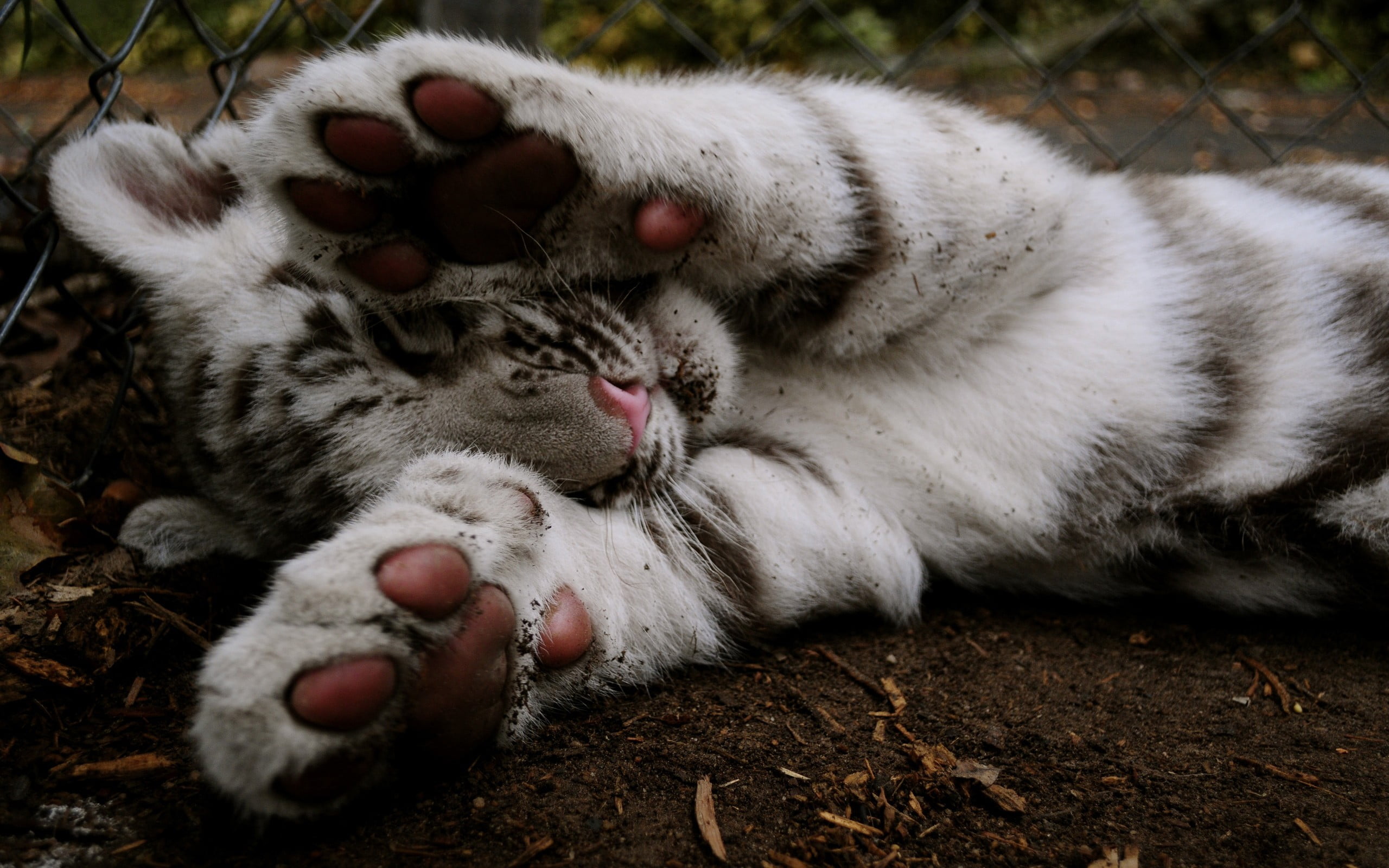 animal themes, lying down, animals, eyes closed, domestic animals, animal head, one animal, cub, feline, white, day, tiger, relaxation, vertebrate, cat, HD Wallpaper