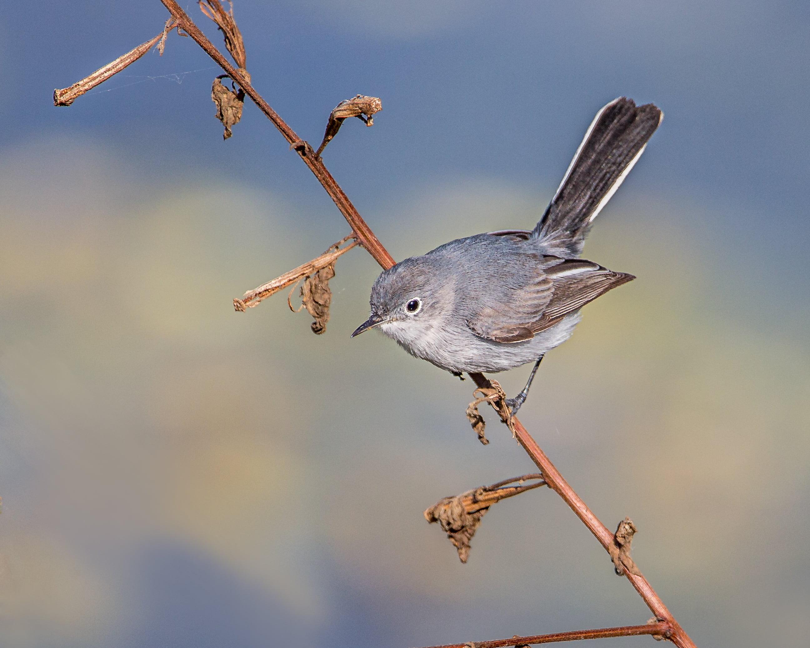 Lakes Park, gnatcatcher, animal, Blue-gray Gnatcatcher, Eagle, 2K, bird, feather, wildlife, beak, outdoors, branch, Naples  Florida, nature, blue, small, HD Wallpaper