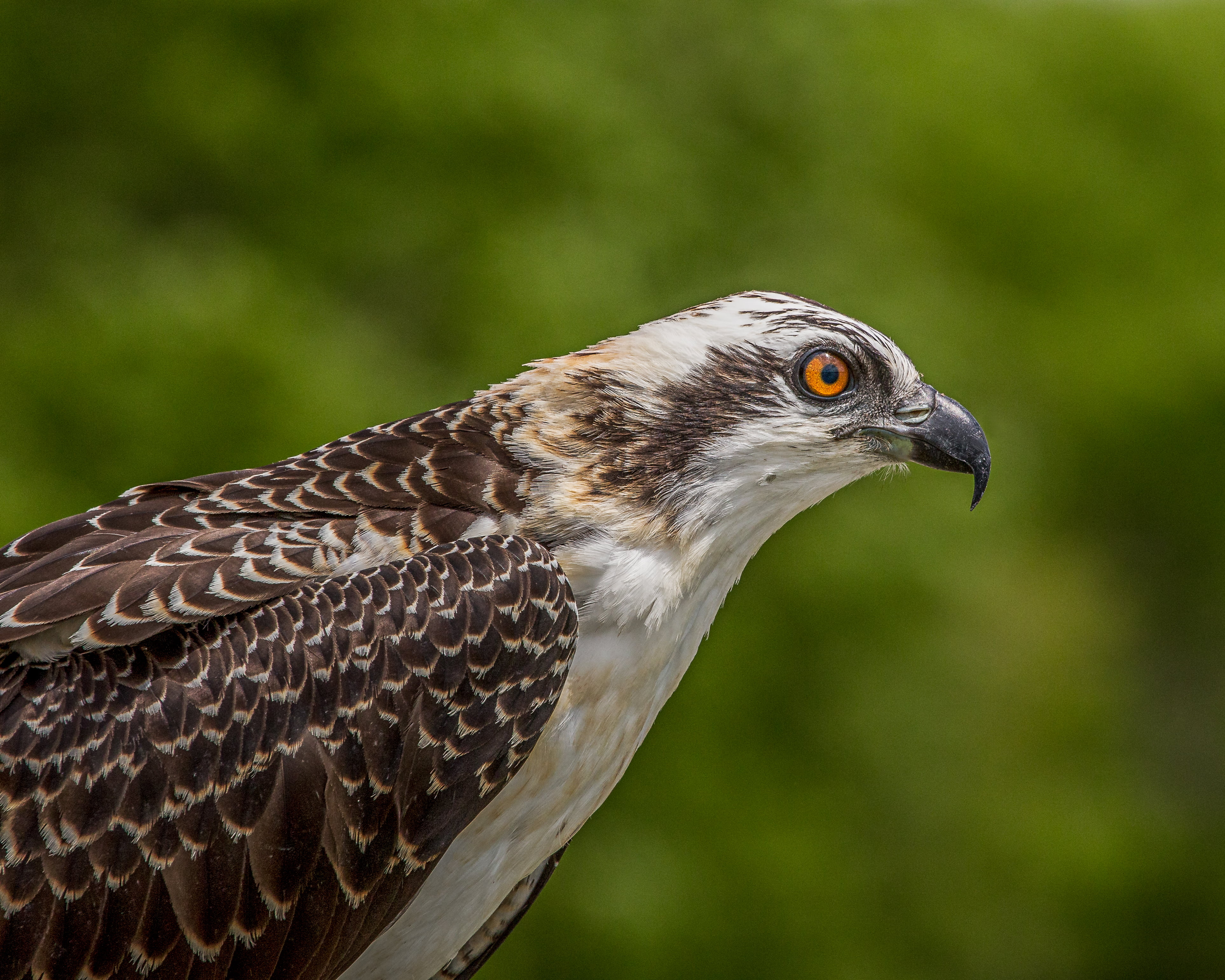 animal, bird, 4K, Lakes Park, Lens, portrait, focus, Nature, hawk - Bird, selective, carnivore, animals In The Wild, eagle - Bird, Naples  Florida, juvenile, HD Wallpaper