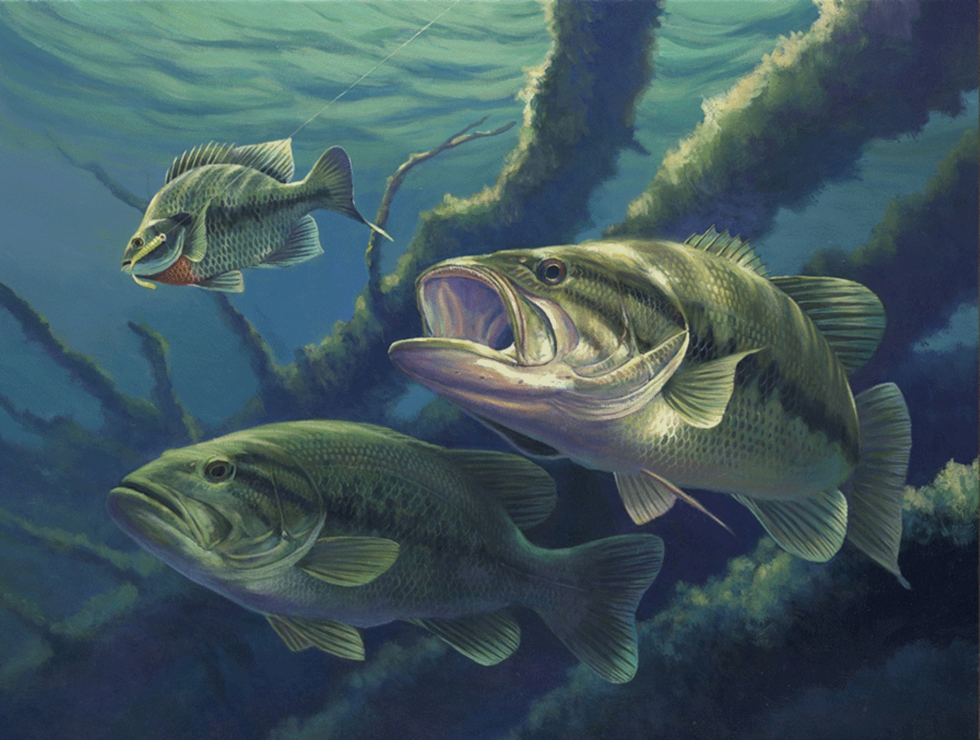 bait, fish, 1080P, snags, fishing, water, fishing line, HD Wallpaper