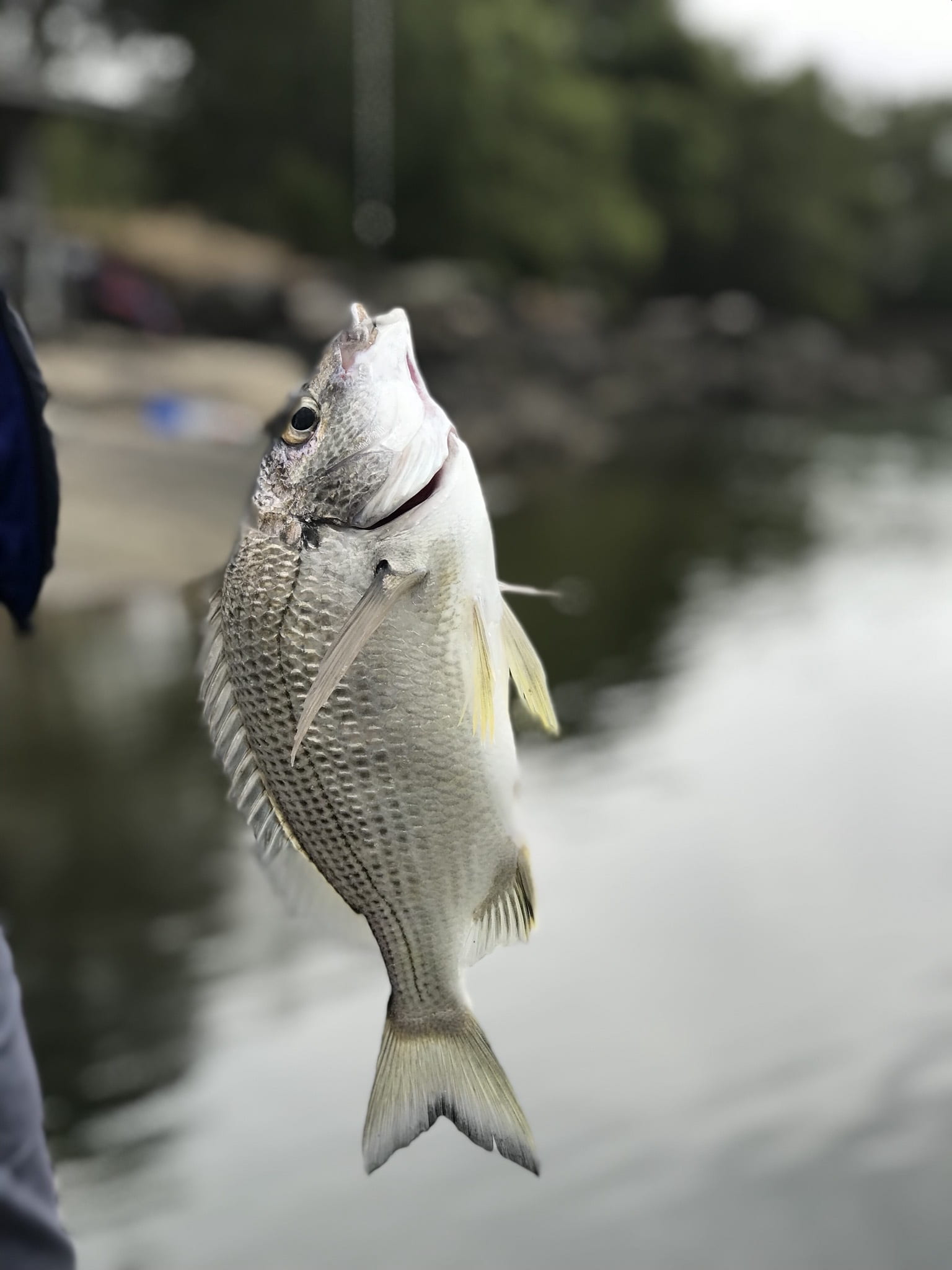 outdoors, new south wales, bait, bird, beauty in nature, seafood, animal themes, day, sea, selective focus, river, 1080P, animal, vertebrate, close-up, Phone HD Wallpaper