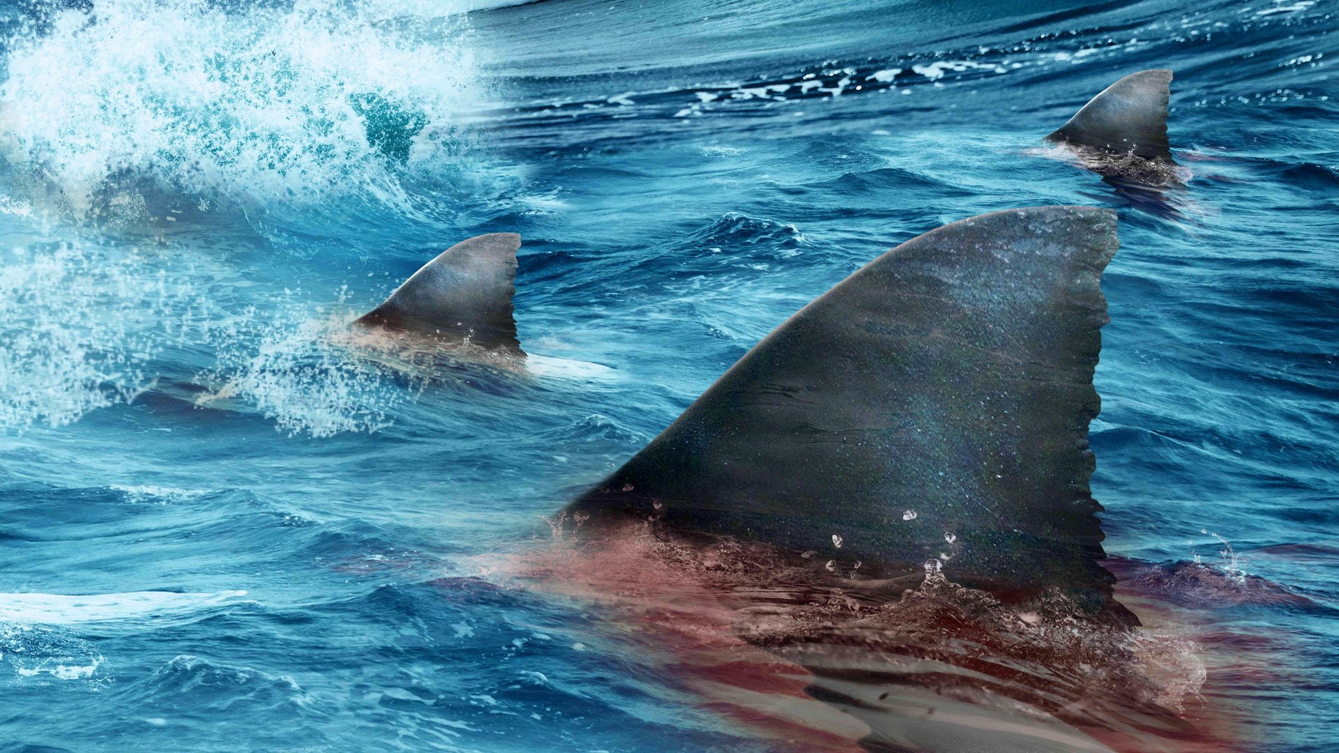 Bait, 1080P, Movie, HD Wallpaper