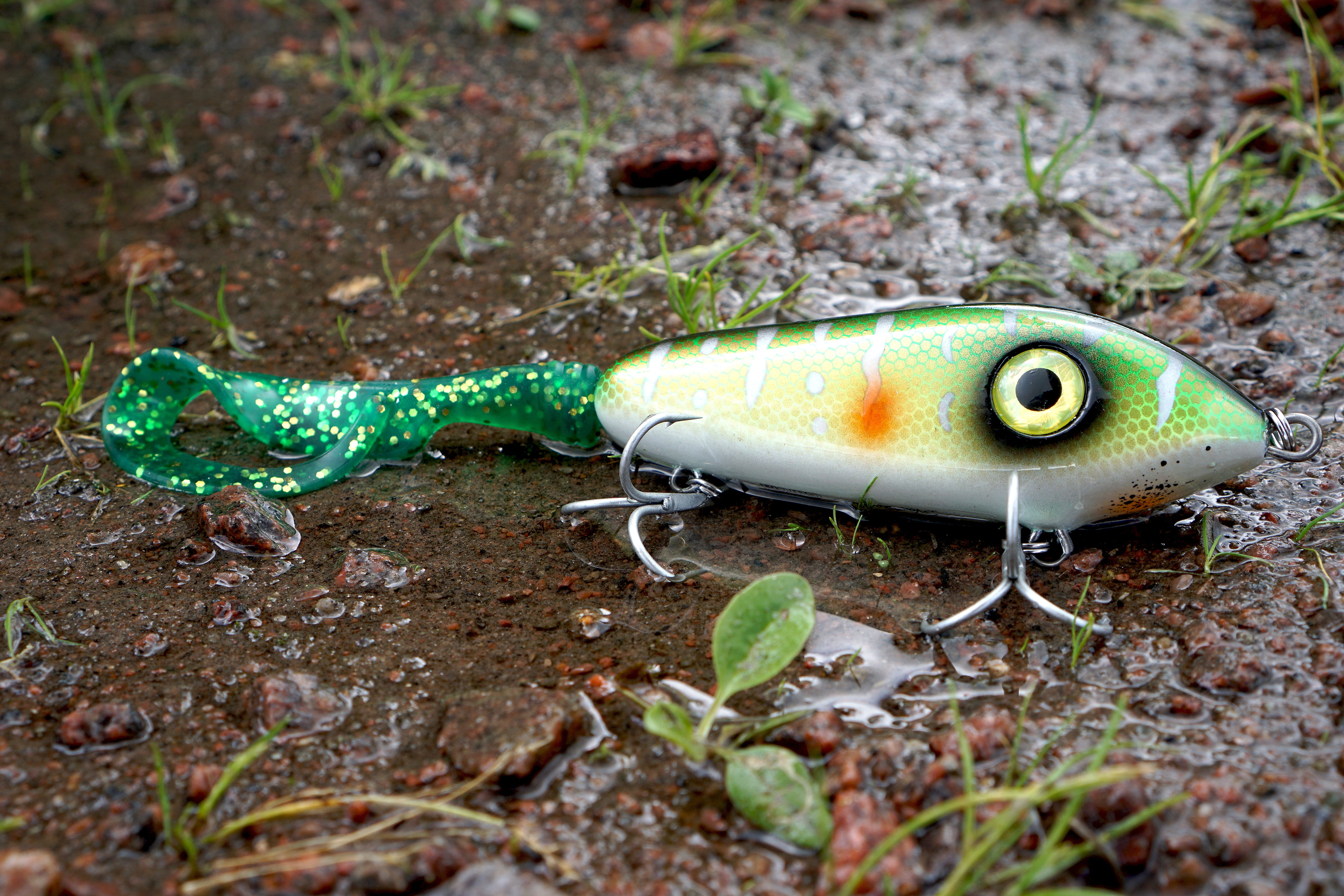 vertebrate, forest, animal wildlife, lure, plant part, no people, amphibian, day, green, rainforest, 5K, plant, animal themes, animal, close-up, fishing, HD Wallpaper