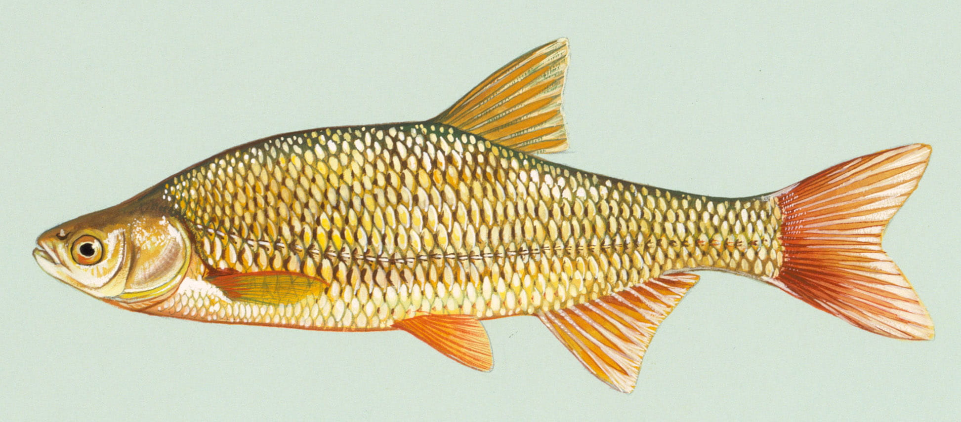 notemigonus, Golden Shiner, indoors, vertebrate, colored background, food and drink, 1080P, fish, one animal, animal, golden, still life, animal wildlife, HD Wallpaper