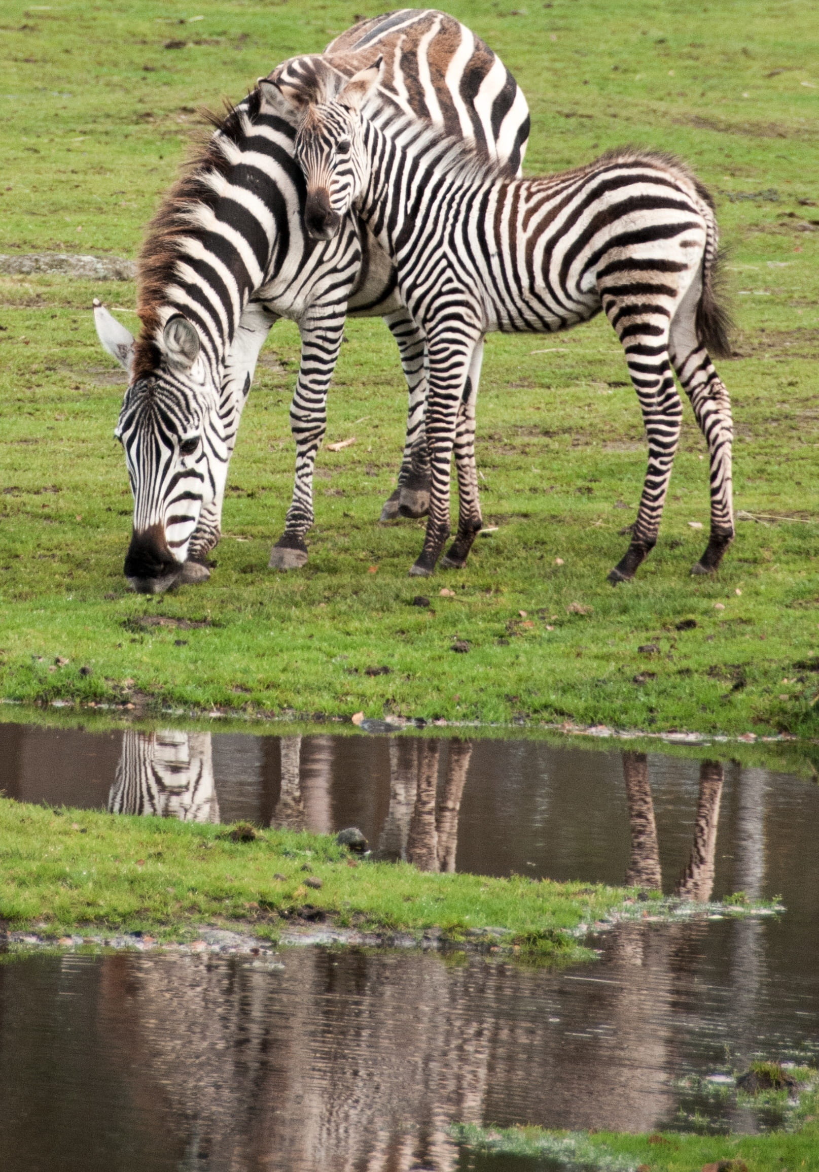 animal, MotherS Love, waterfront, drinking, grass, outdoors, one animal, Zebra, zebra, nature, plant, water, no people, mammal, 1080P, drink, safari, animal themes, Phone HD Wallpaper