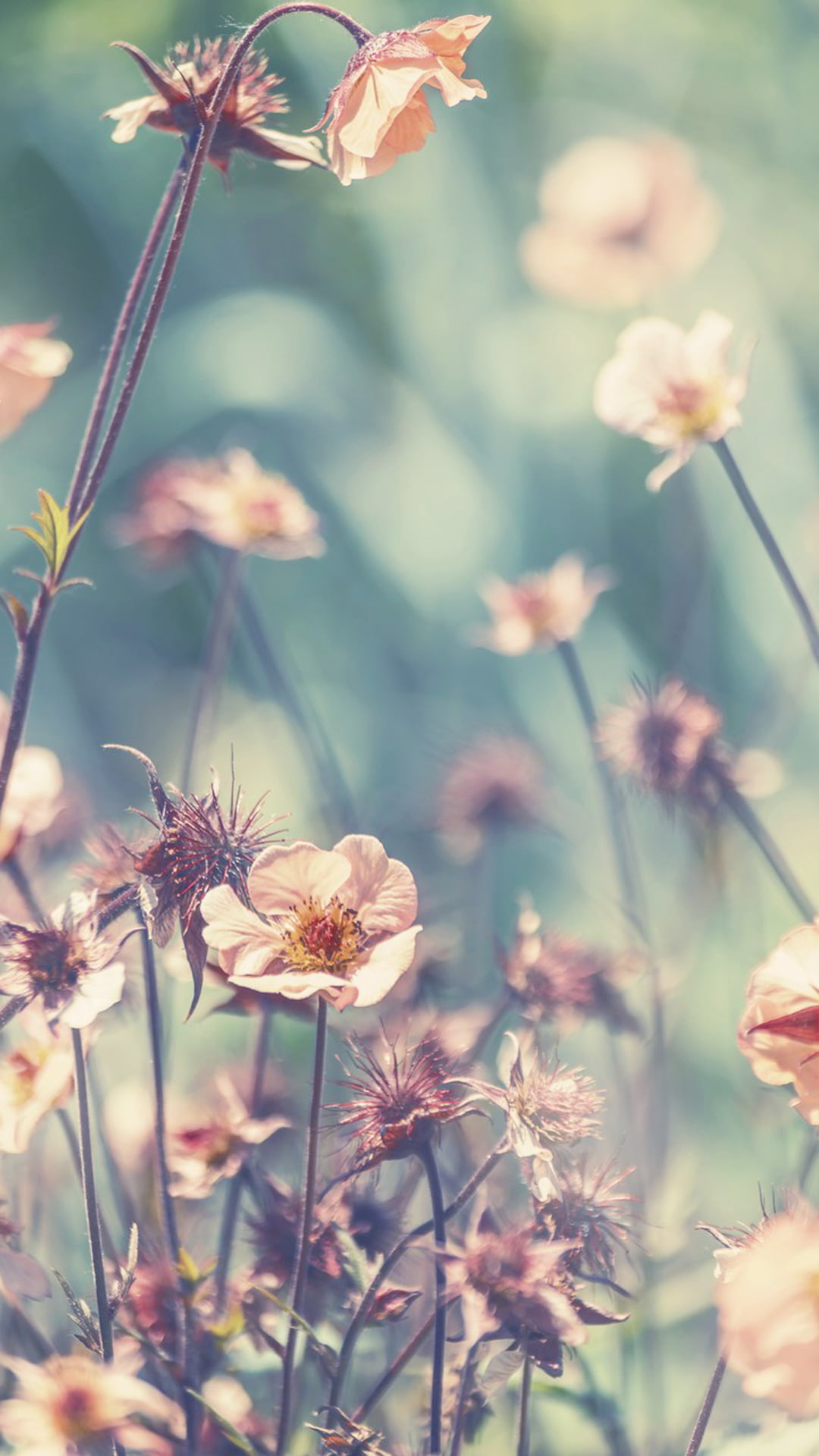 1080P, phone, flowers, nature, Phone HD Wallpaper