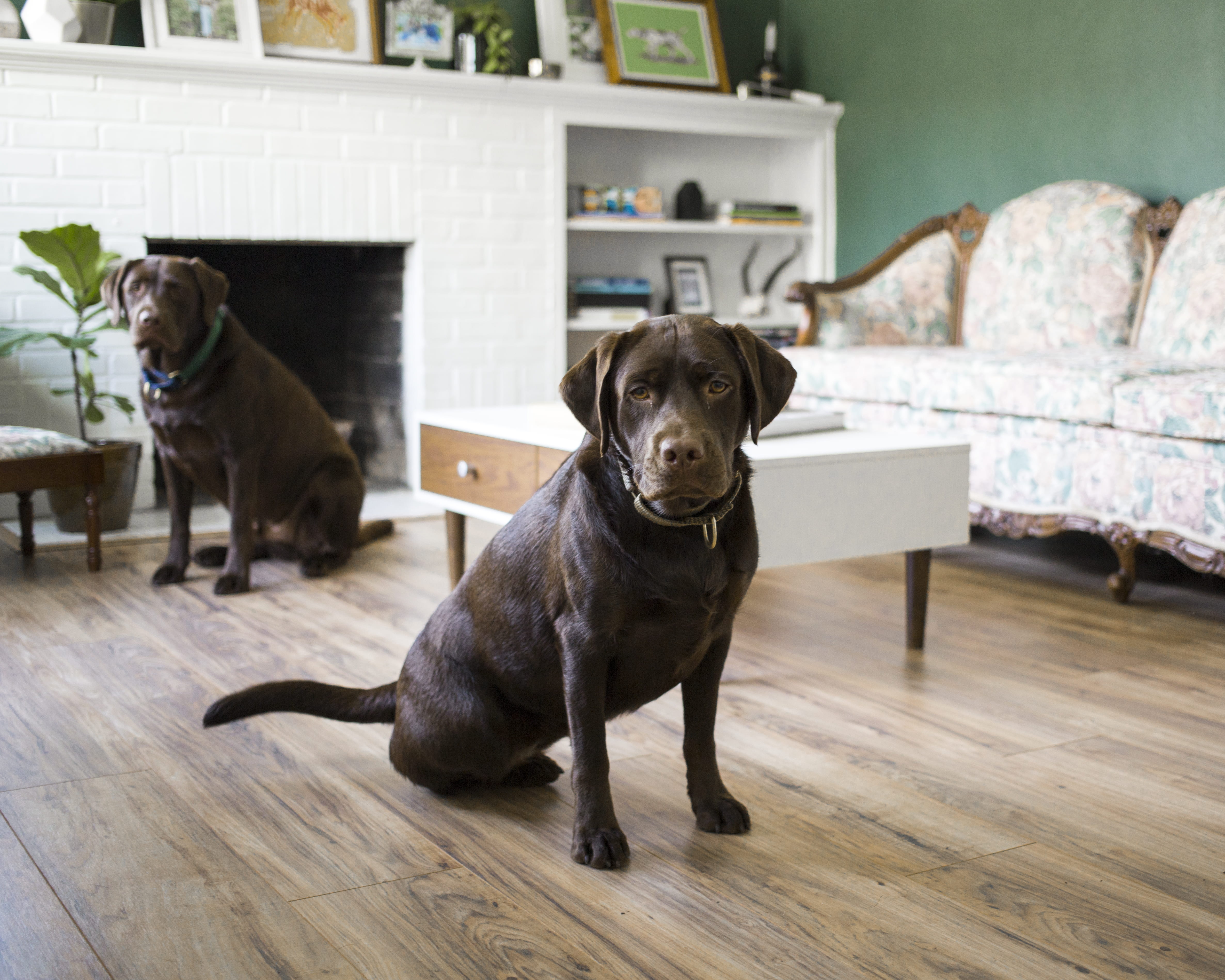 dogs, brown, chocolate, sofa, no people, portrait, floor, mammal, animal themes, green, flooring, two, furniture, 4K, labrador, wood, focus on foreground, HD Wallpaper