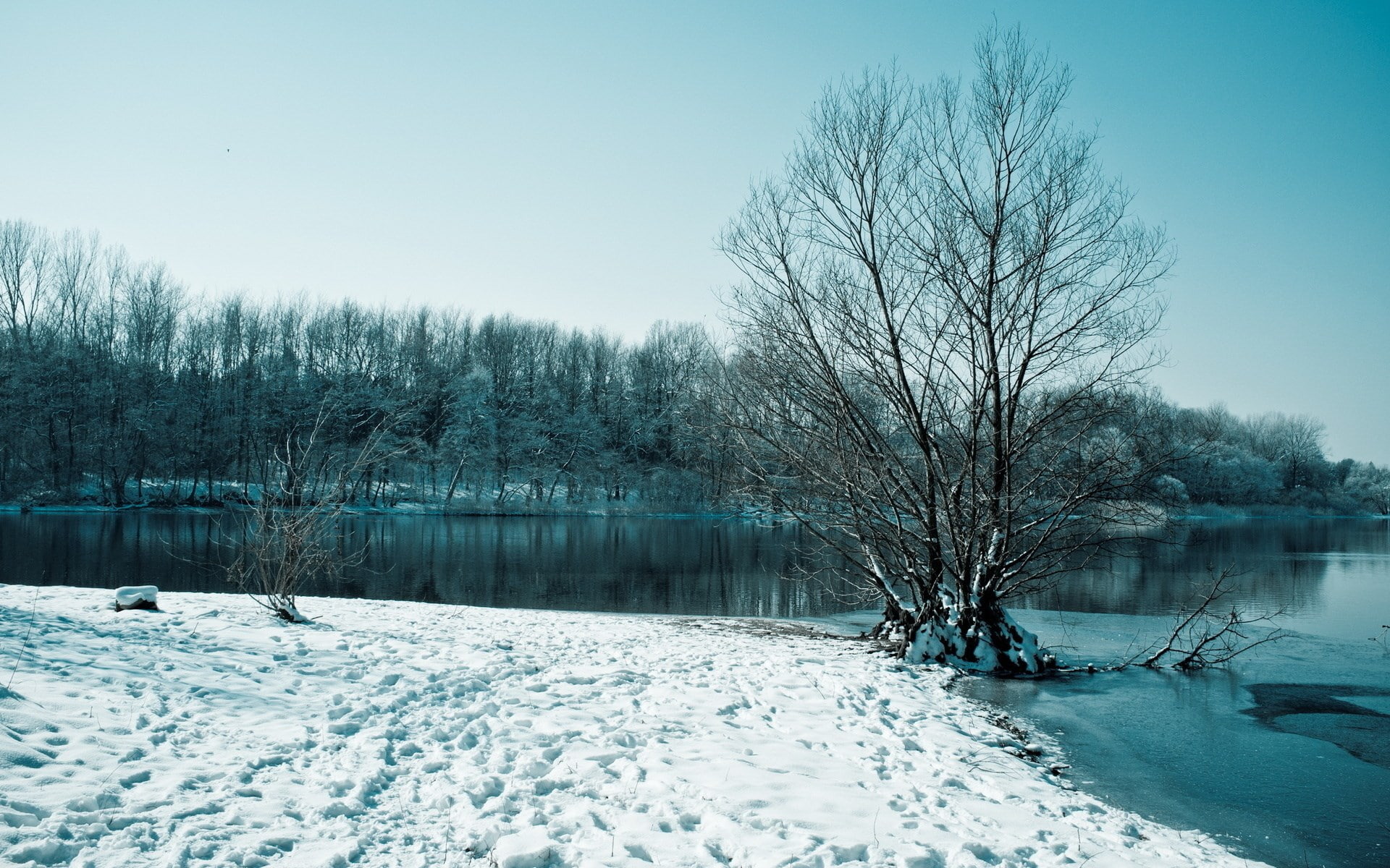 plant, nature, pc backgrounds hd nature  1920x1200, cold, clear sky, frozen, beauty in nature, snow, sky, white color, cold temperature, bare tree, lake, HD Wallpaper