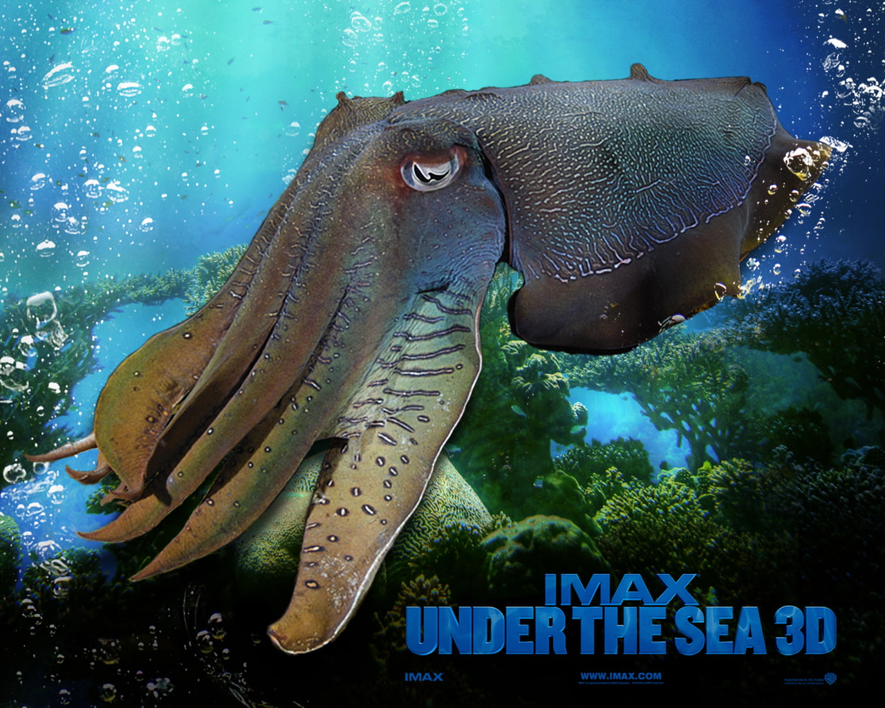 sea, under, imax, 720P, HD Wallpaper