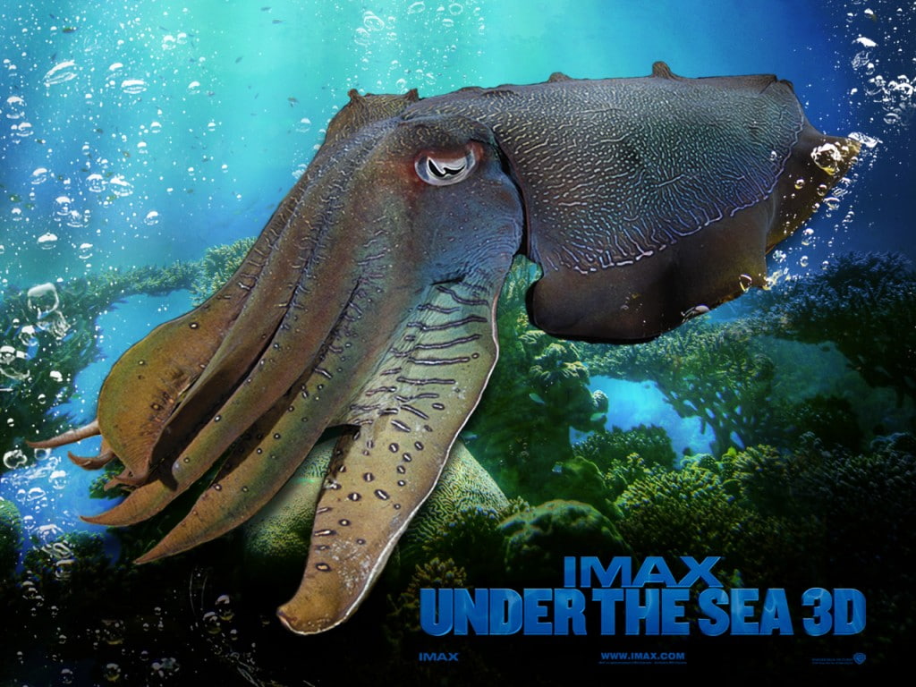 underwater, swimming, sea life, fish, animal, vertebrate, communication, water, outdoors, undersea, no people, animal wildlife, one animal, sea, IMAX, animals in the wild, HD Wallpaper