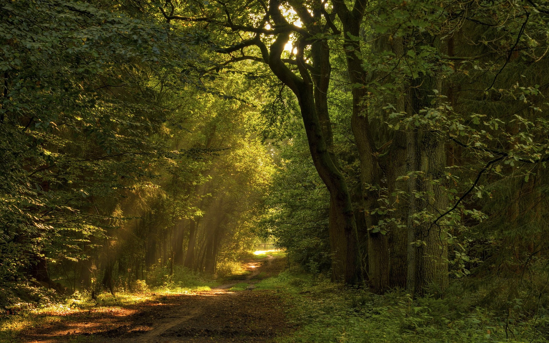 woodland, no people, non-urban scene, day, plant, footpath, nature, scenics - nature, tranquility, treelined, direction, land, trail, outdoors, 1080P, HD Wallpaper