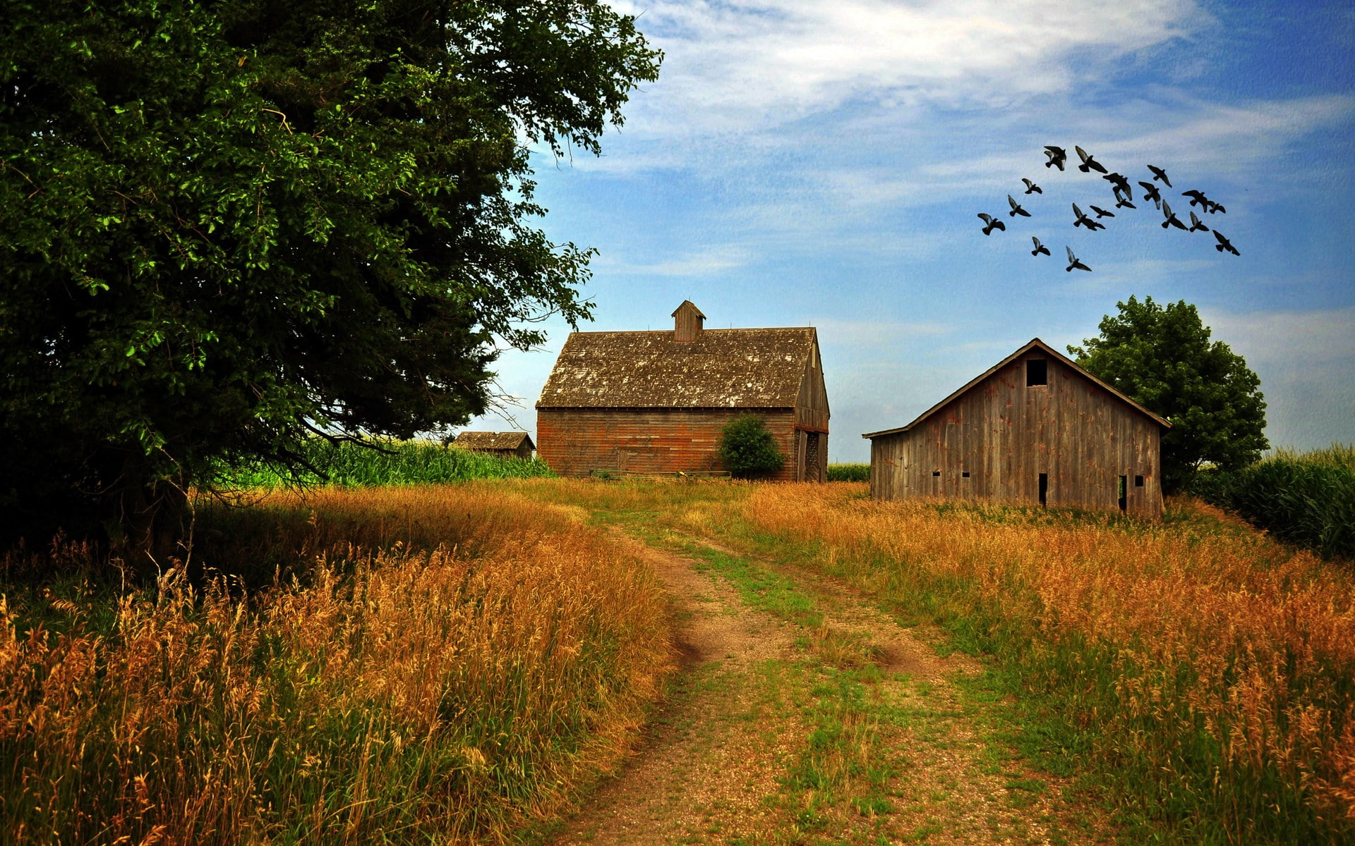 flying, vertebrate, landscape, building, computer  desktop background hd nature images 1920x1200, house, animal themes, outdoors, nature, built structure, HD Wallpaper