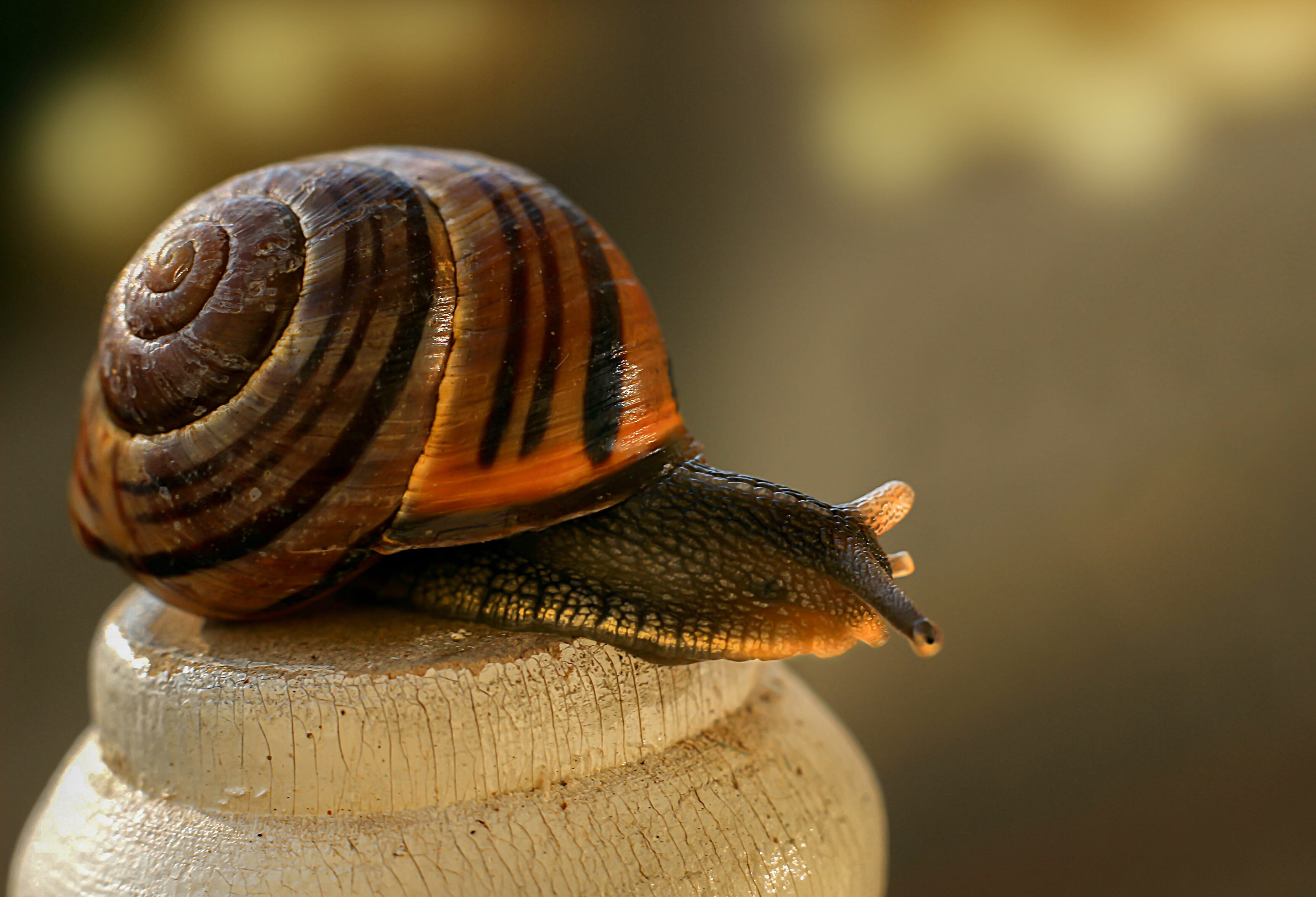 animals in the wild, no people, invertebrates, crawling, day, animal themes, macro, invertebrate, reptile, boredom, nature, animal wildlife, shell, close-up, HD Wallpaper