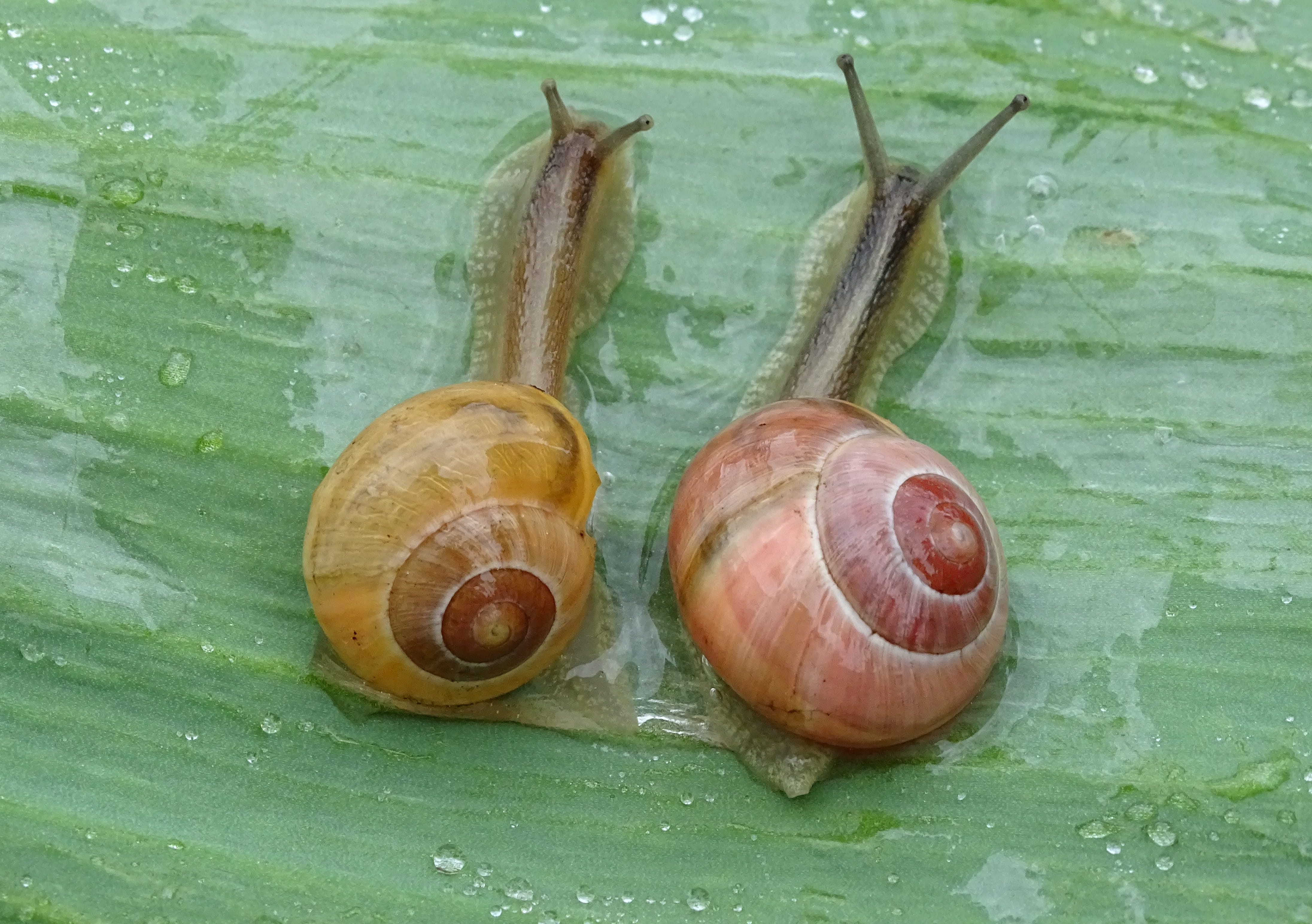 nature, leaves, slowly, animals in the wild, close-up, 4K, crawl, probe, outdoors, small, snail, plant part, animal shell, high angle view, animal wildlife, HD Wallpaper