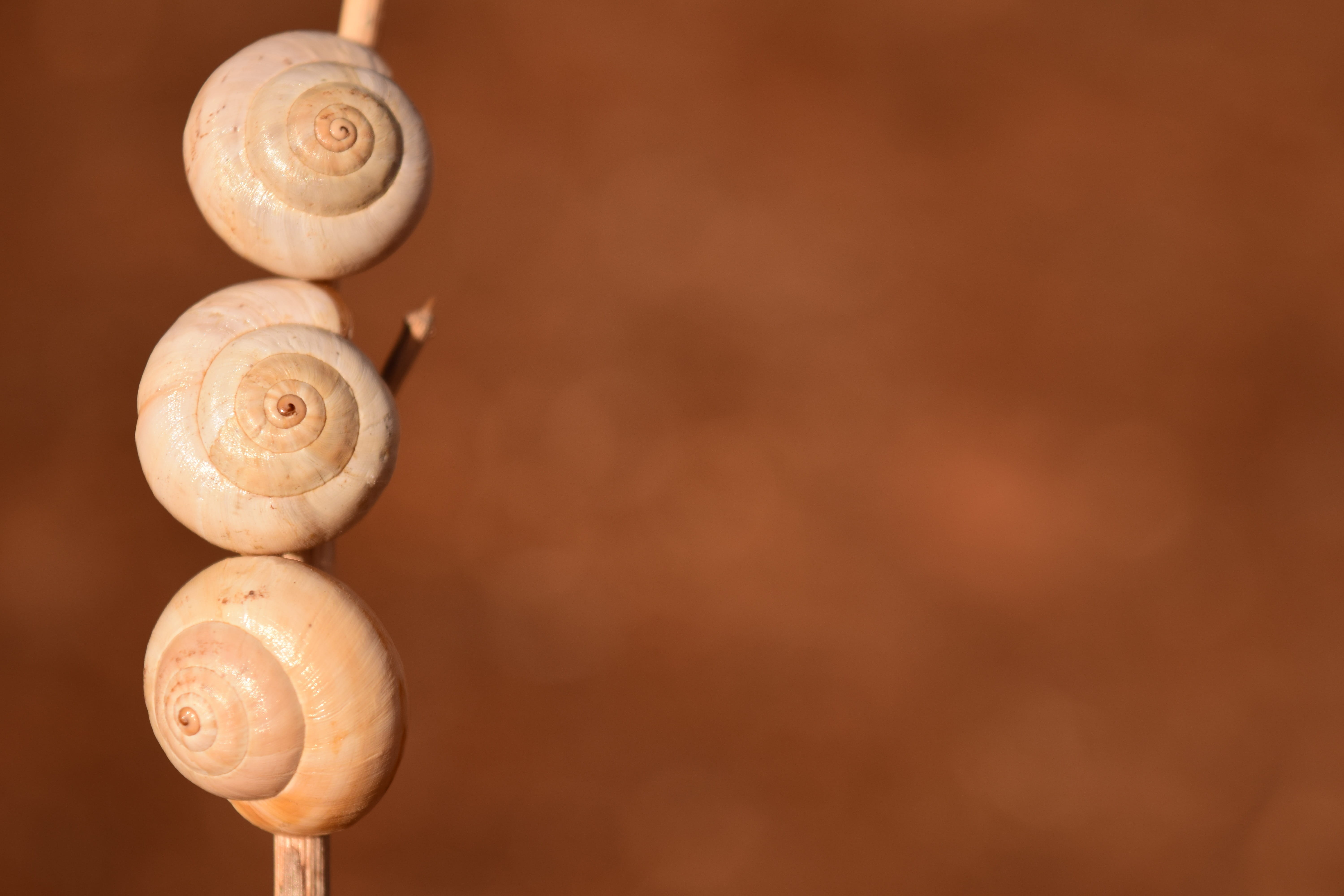 spiral, snail shells, group of objects, snail, day, white, casing, brown, nature, vegetable, animal, no people, animal shell, postcard, map, summer, focus on foreground, HD Wallpaper