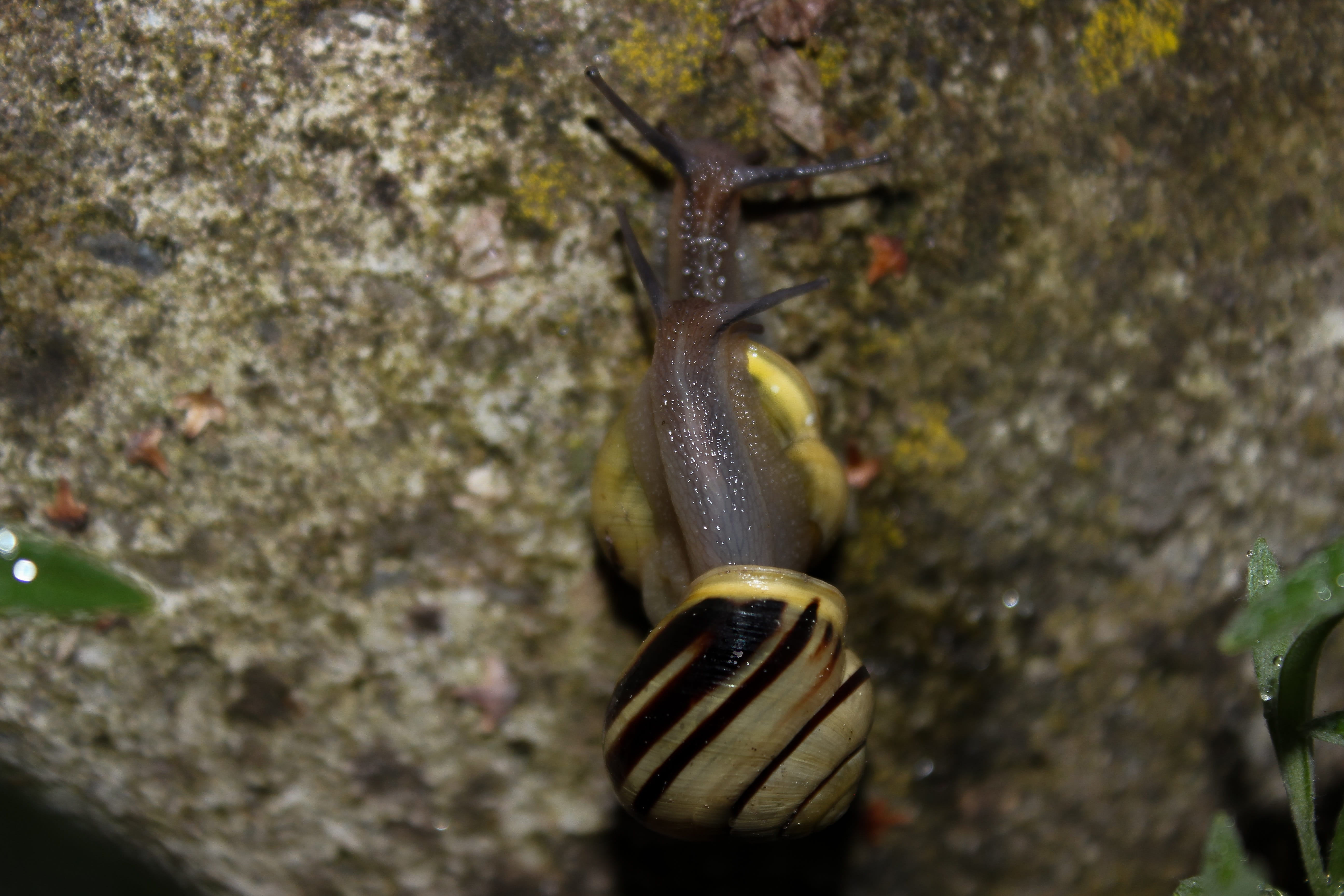 animal, animal body part, close up, pair, animal world, outdoors, creature, wall, climb, mucus, day, spring, spiral, slug, rain, gastropod, no people, shell, HD Wallpaper